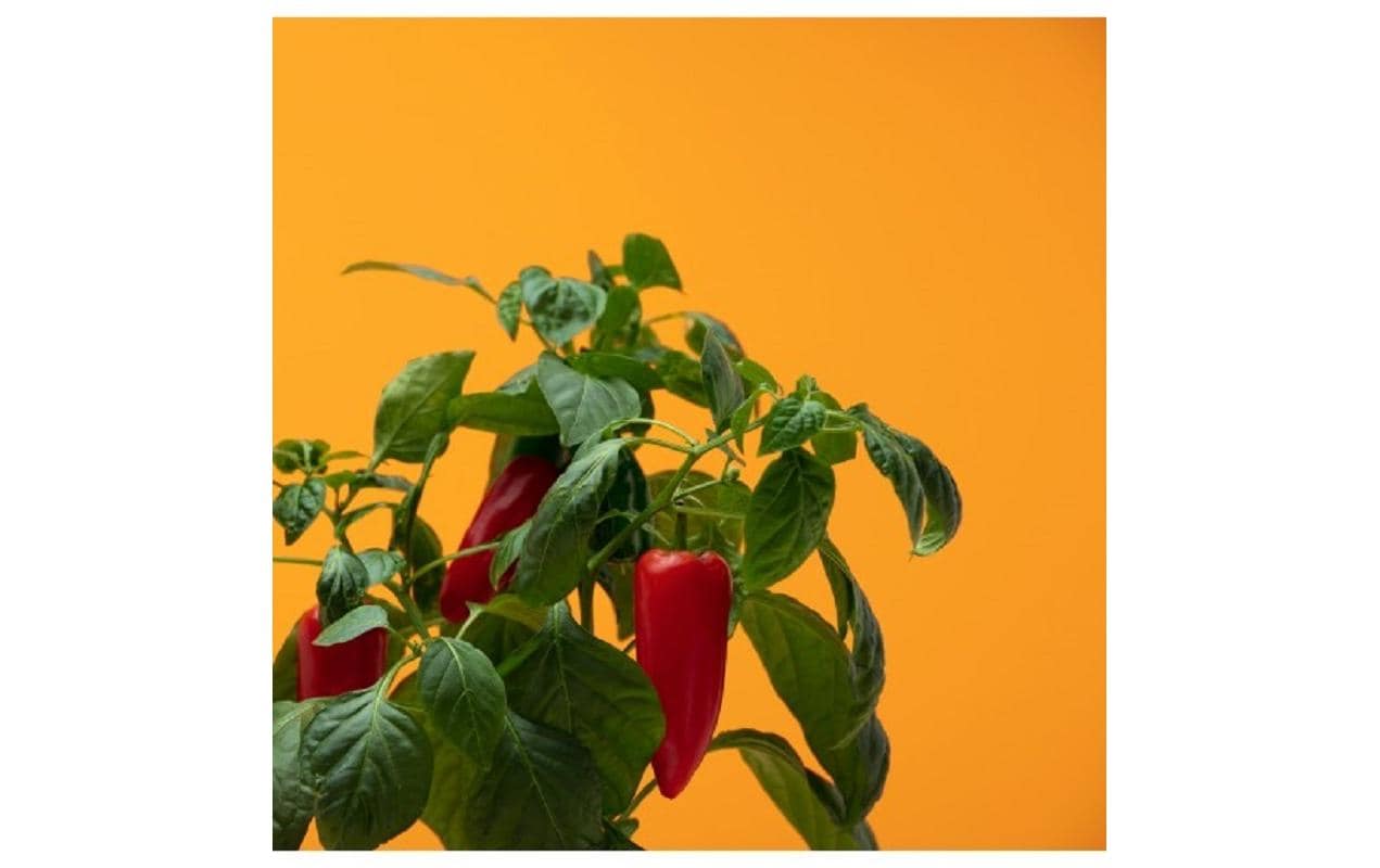 Prêt à Pousser Mini-Paprika Biologische Samen in Kapsel – Bild 3