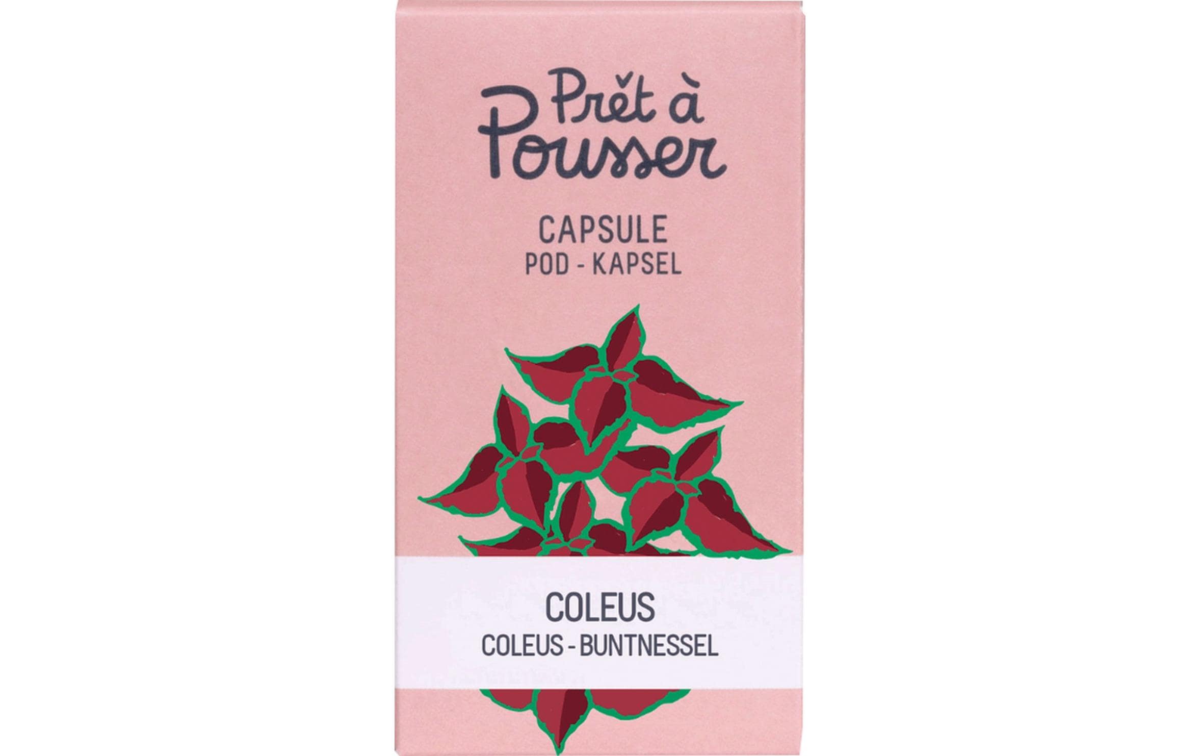 Prêt à Pousser Coleus Biologische Samen in Kapsel