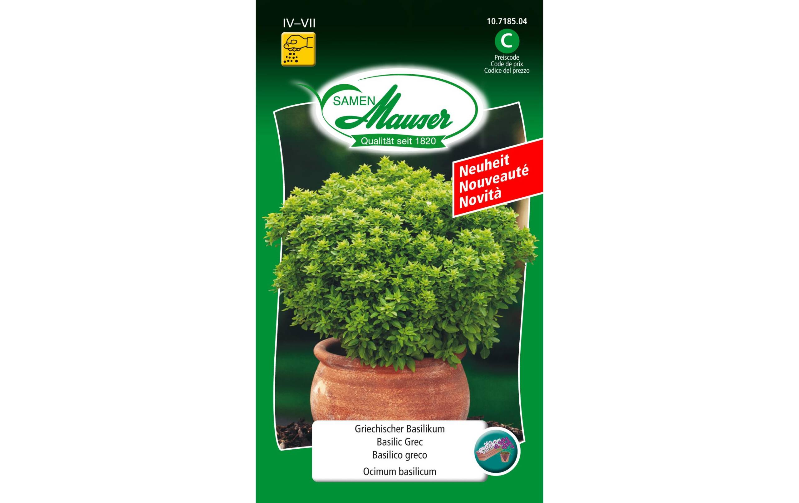 Griechischer Basilikum