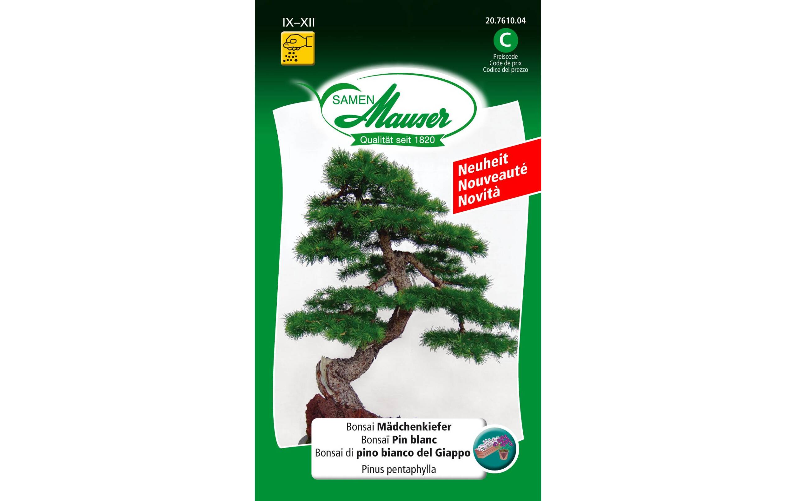 Bonsai Mädchenkiefer
