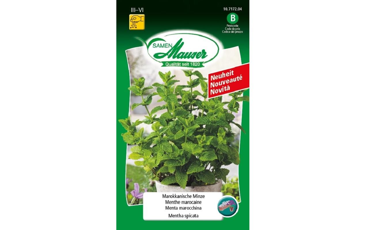 Samen Mauser Marokkanische Minze
