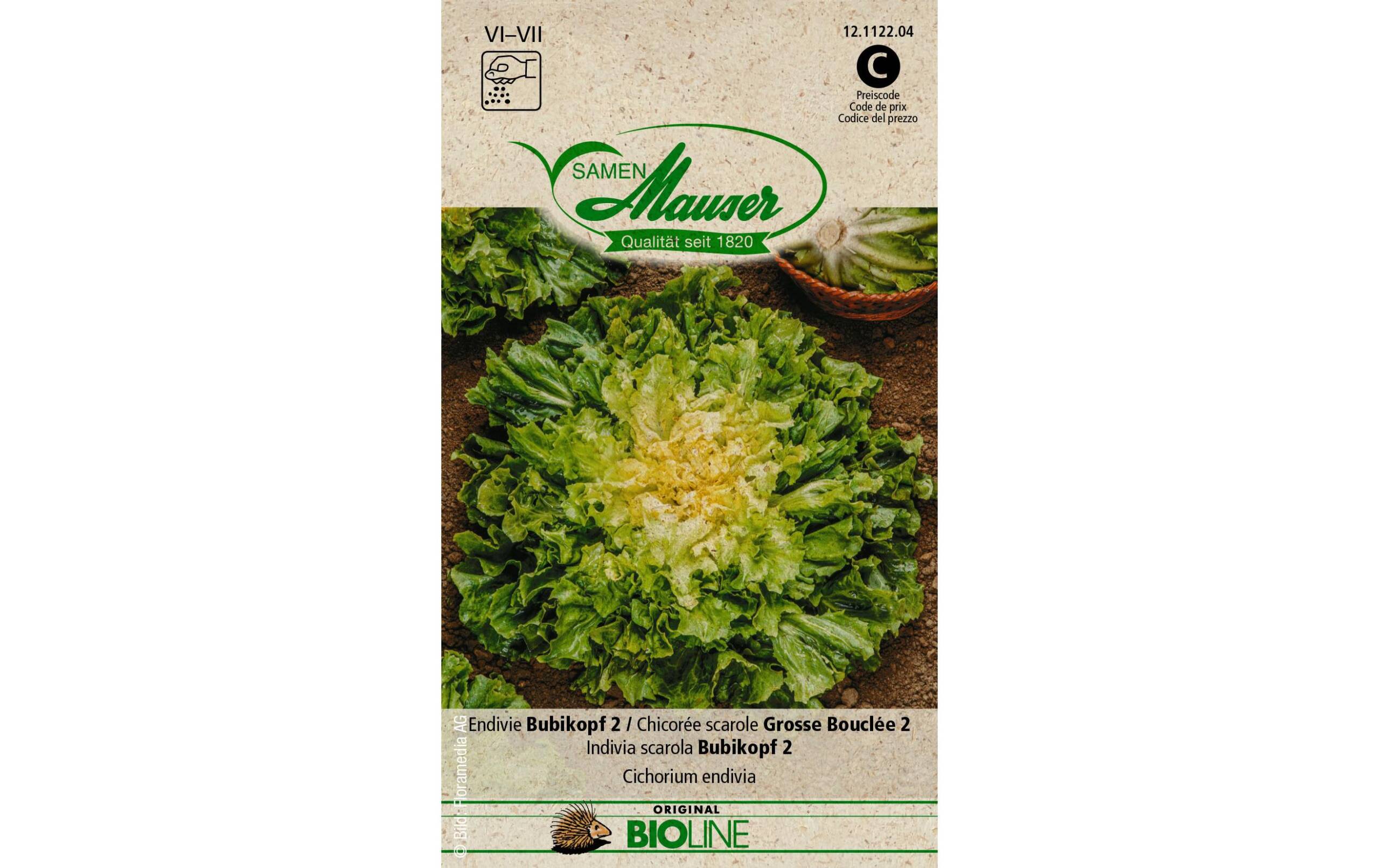 Samen Mauser Endivie Bubikopf 2