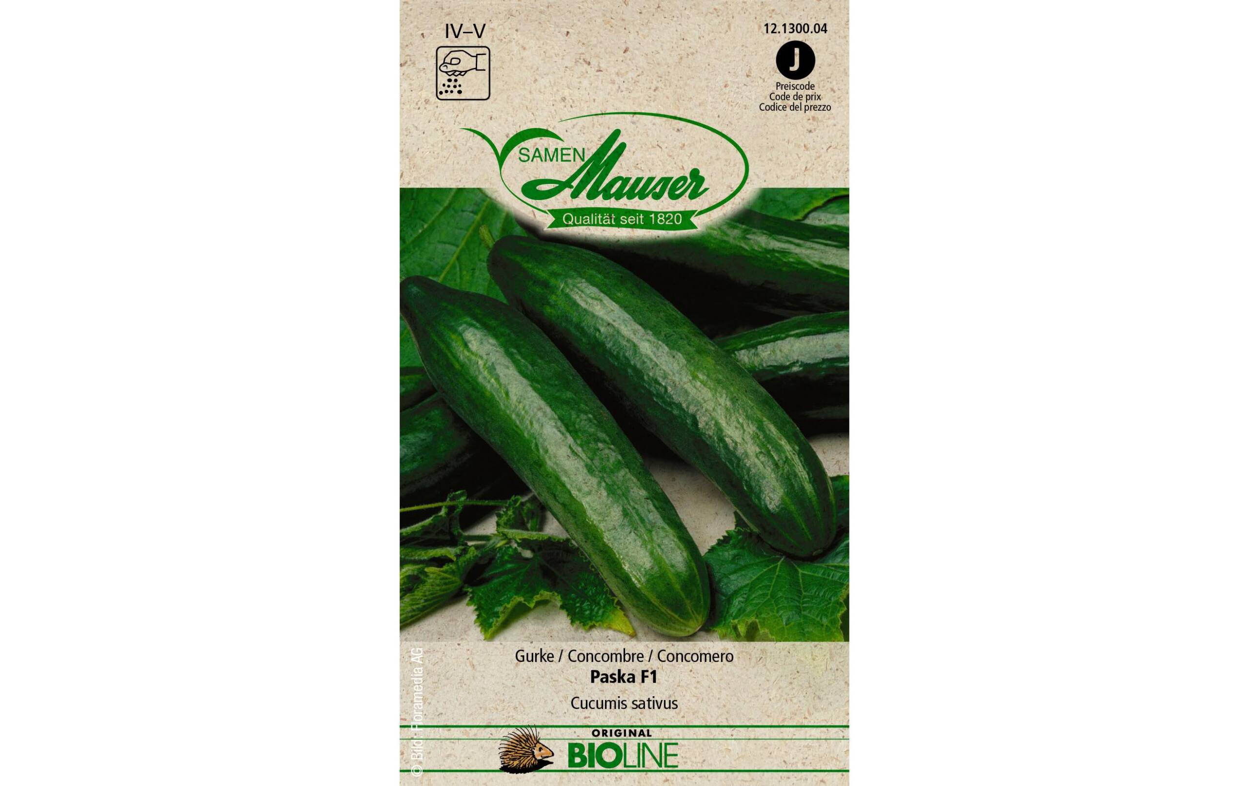 Samen Mauser Gurke Paska F1