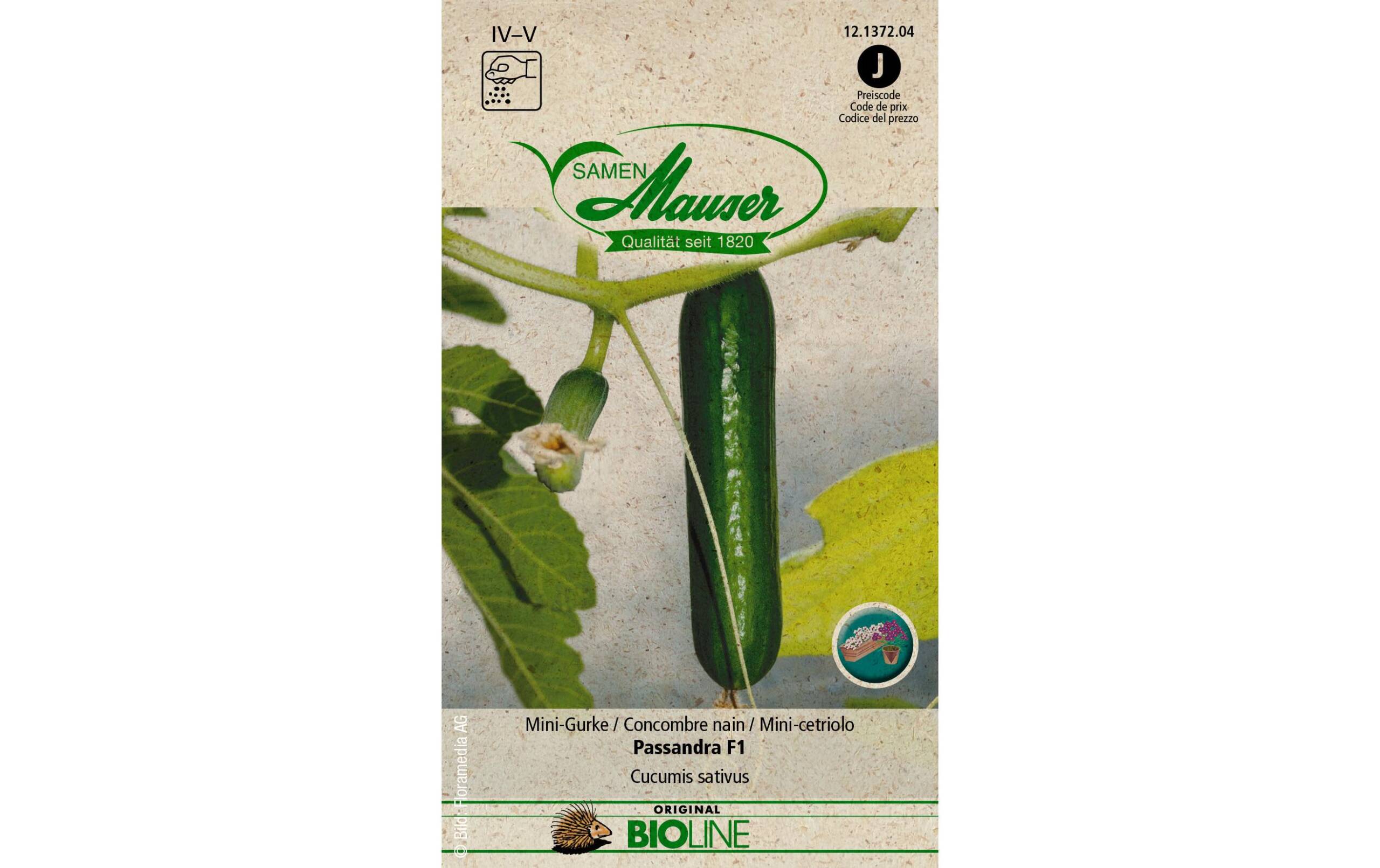 Samen Mauser Mini Gurke Passandra F1