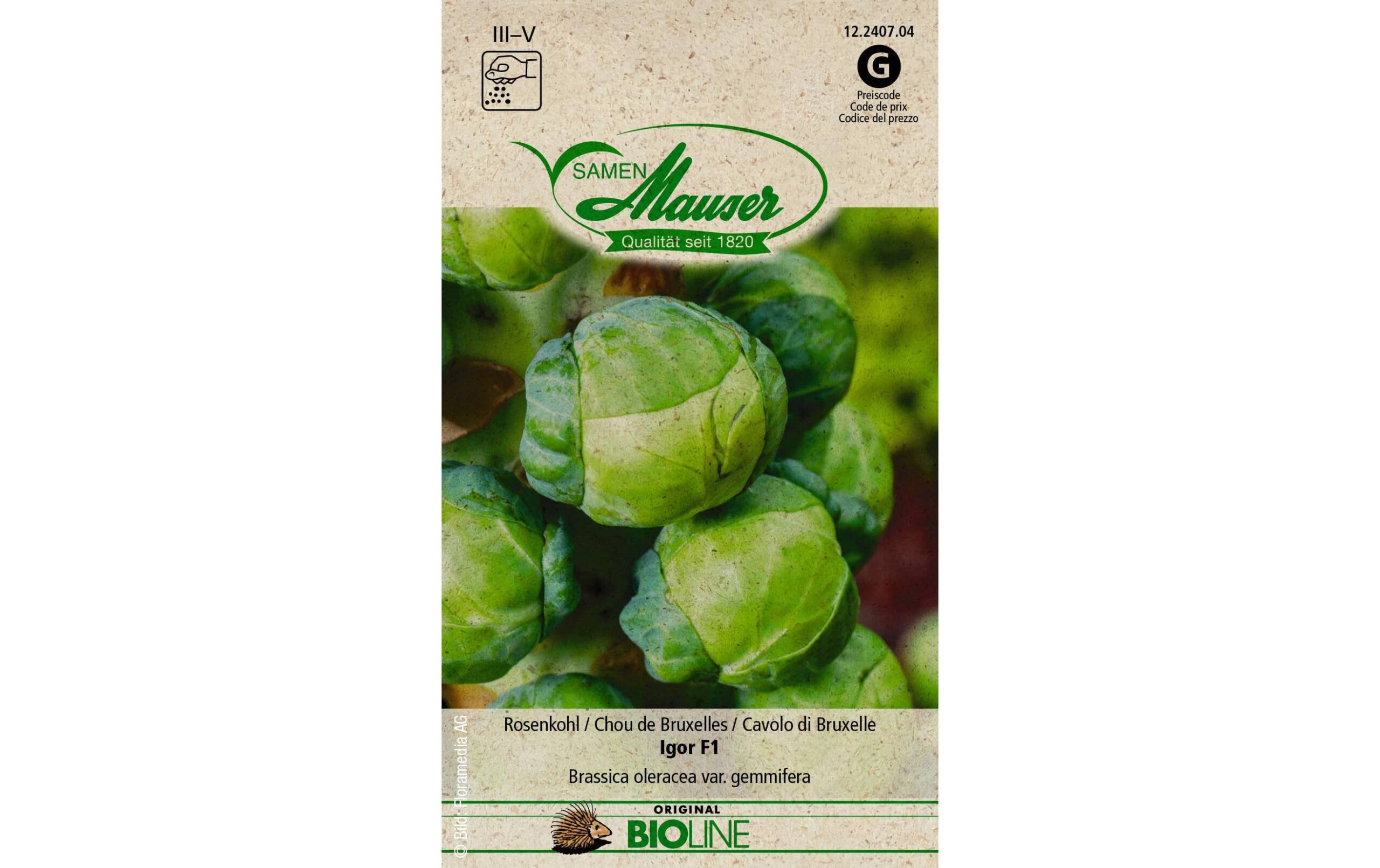 Samen Mauser Rosenkohl Igor F1