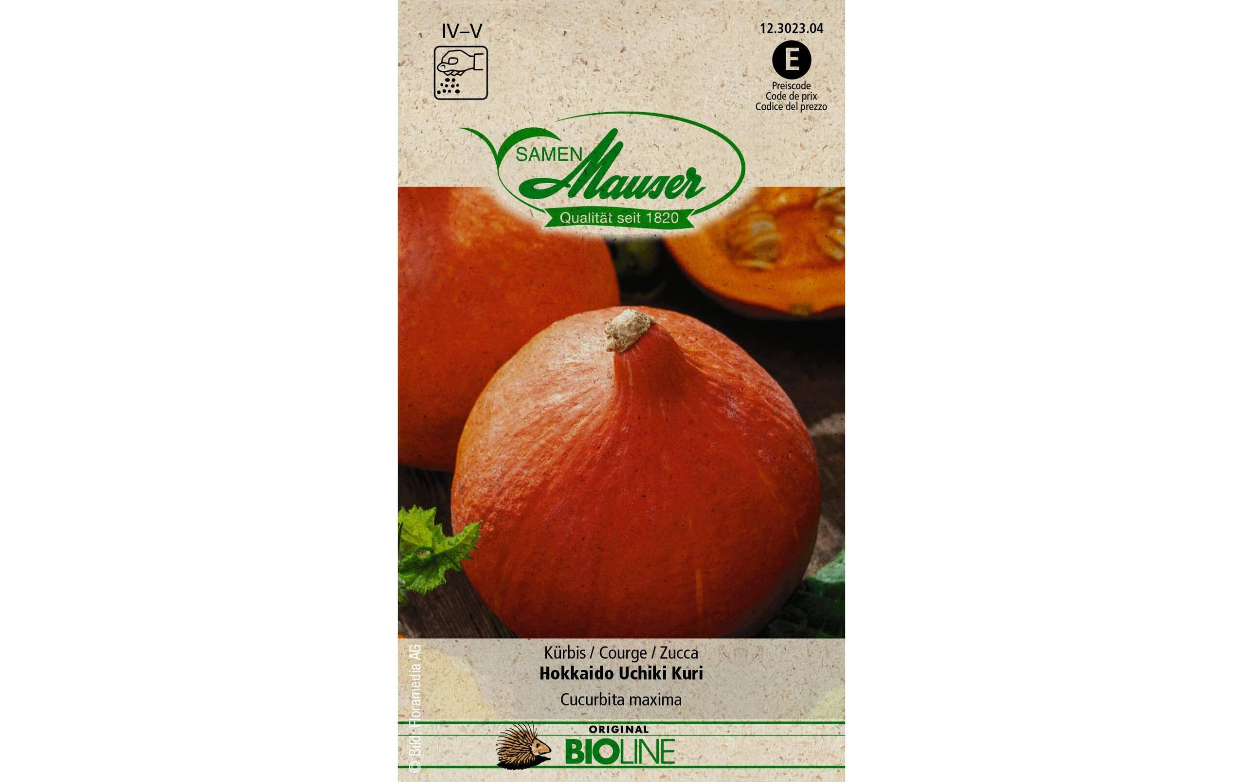 Samen Mauser Kürbis Hokkaido Uchiki Kuri