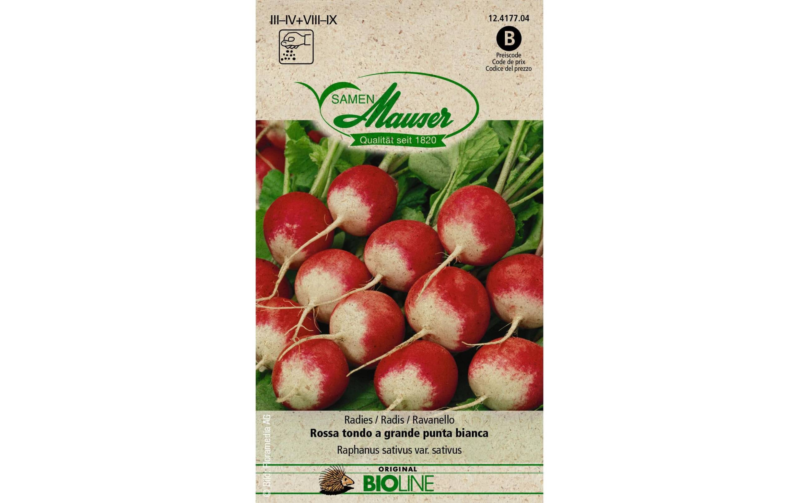 Samen Mauser Radies grande punta bian