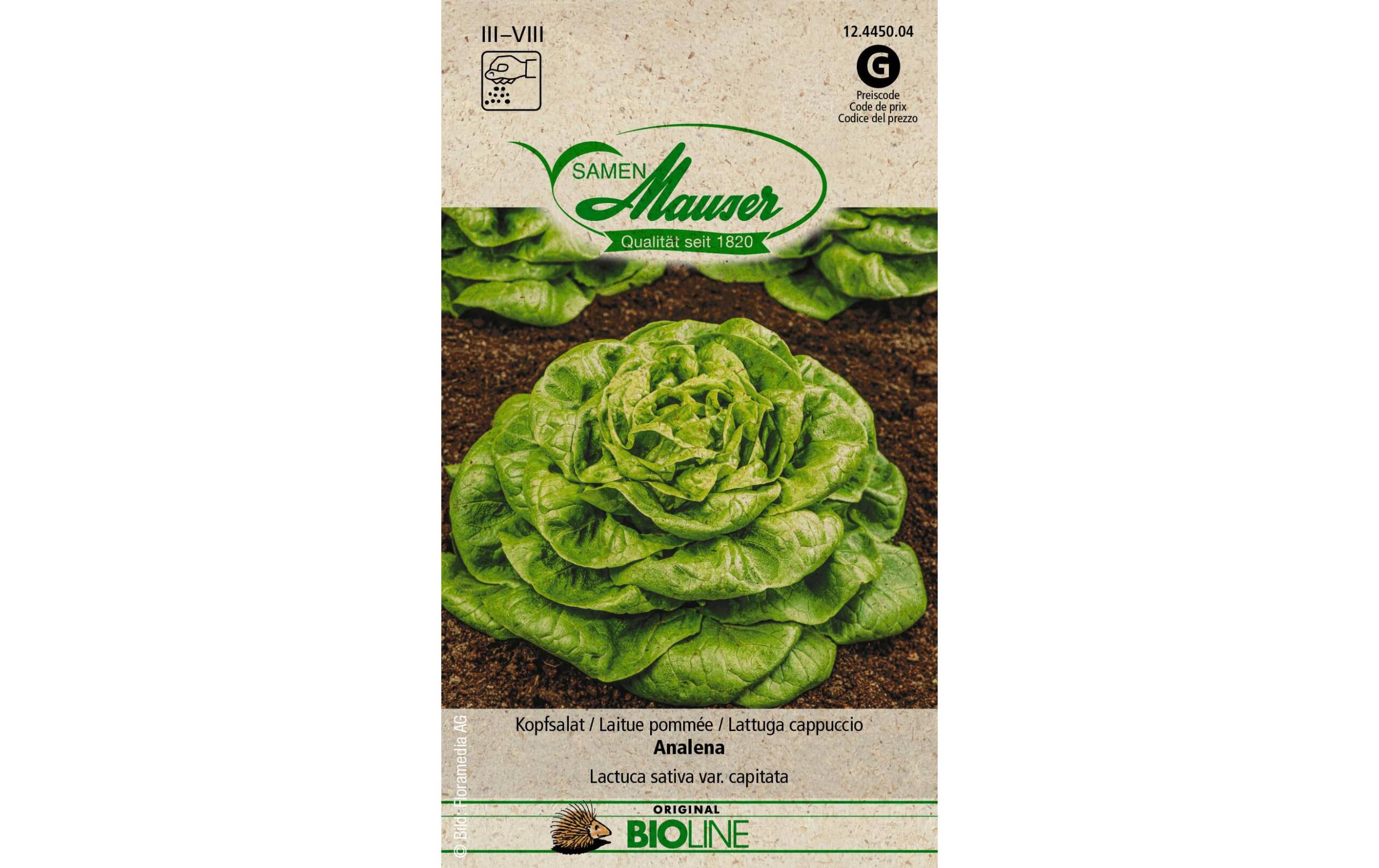 Samen Mauser Kopfsalat Analena