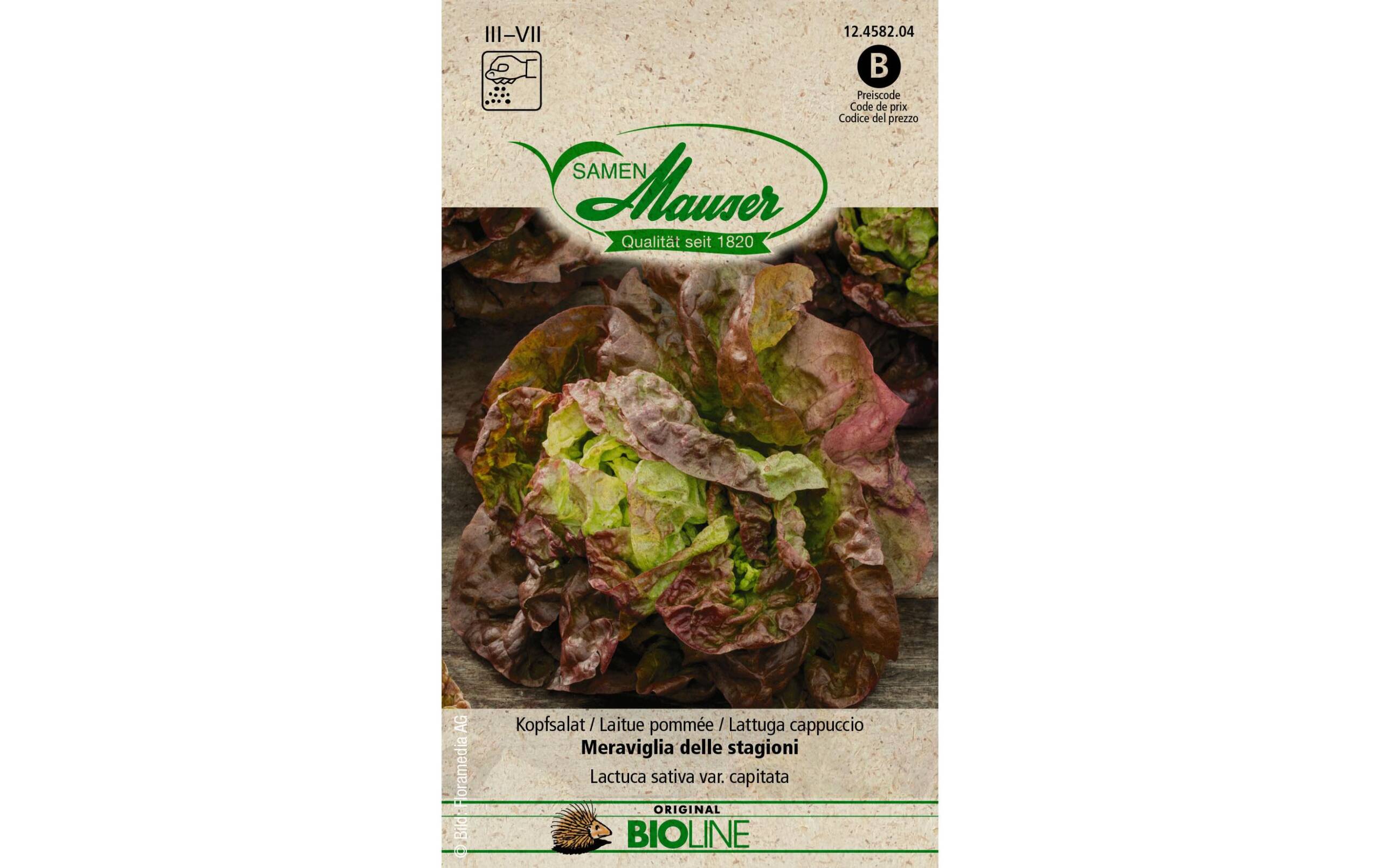 Samen Mauser Kopfsalat Meraviglia delle stagio