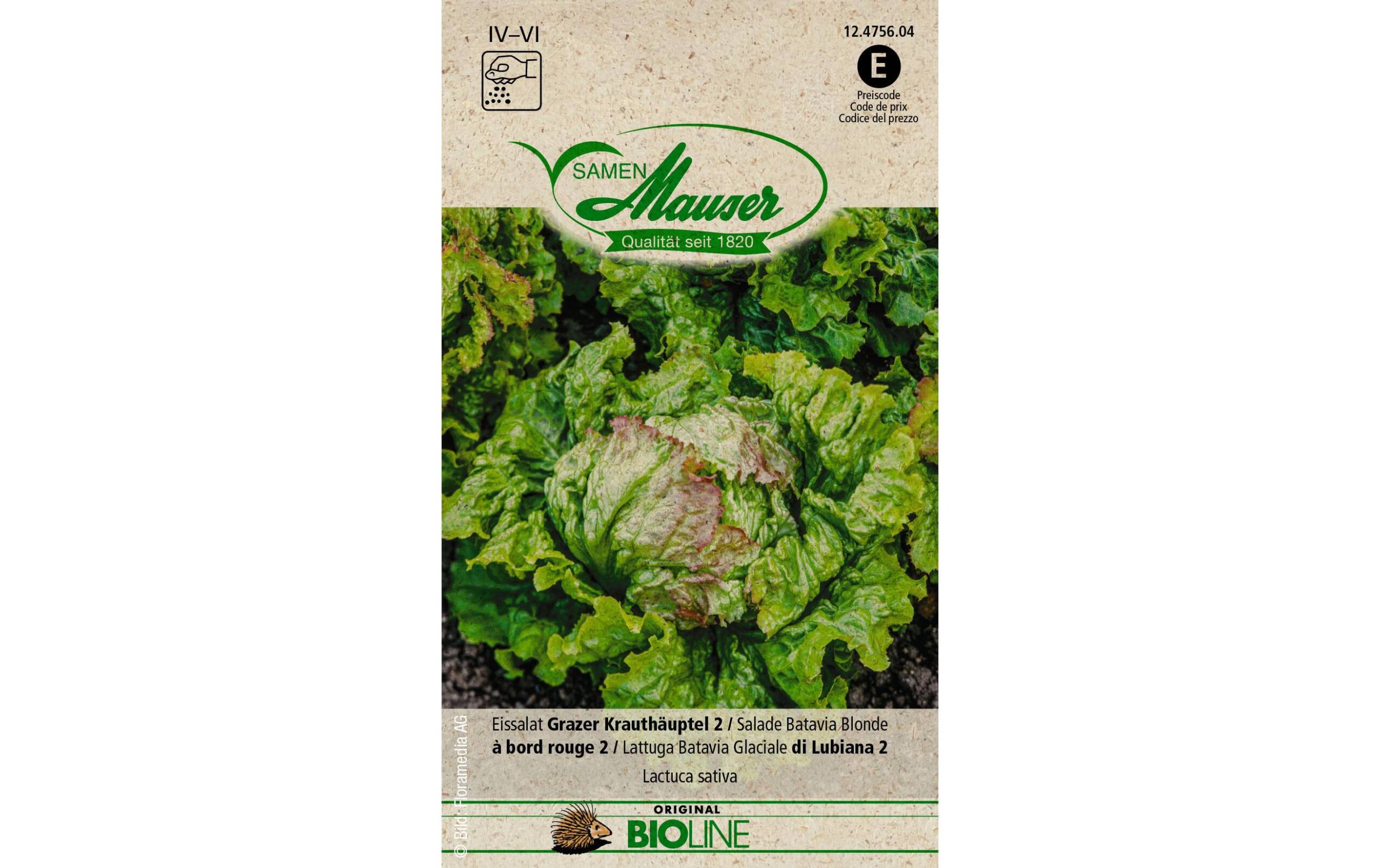 Samen Mauser Eissalat Grazer Krauthäuptel 2