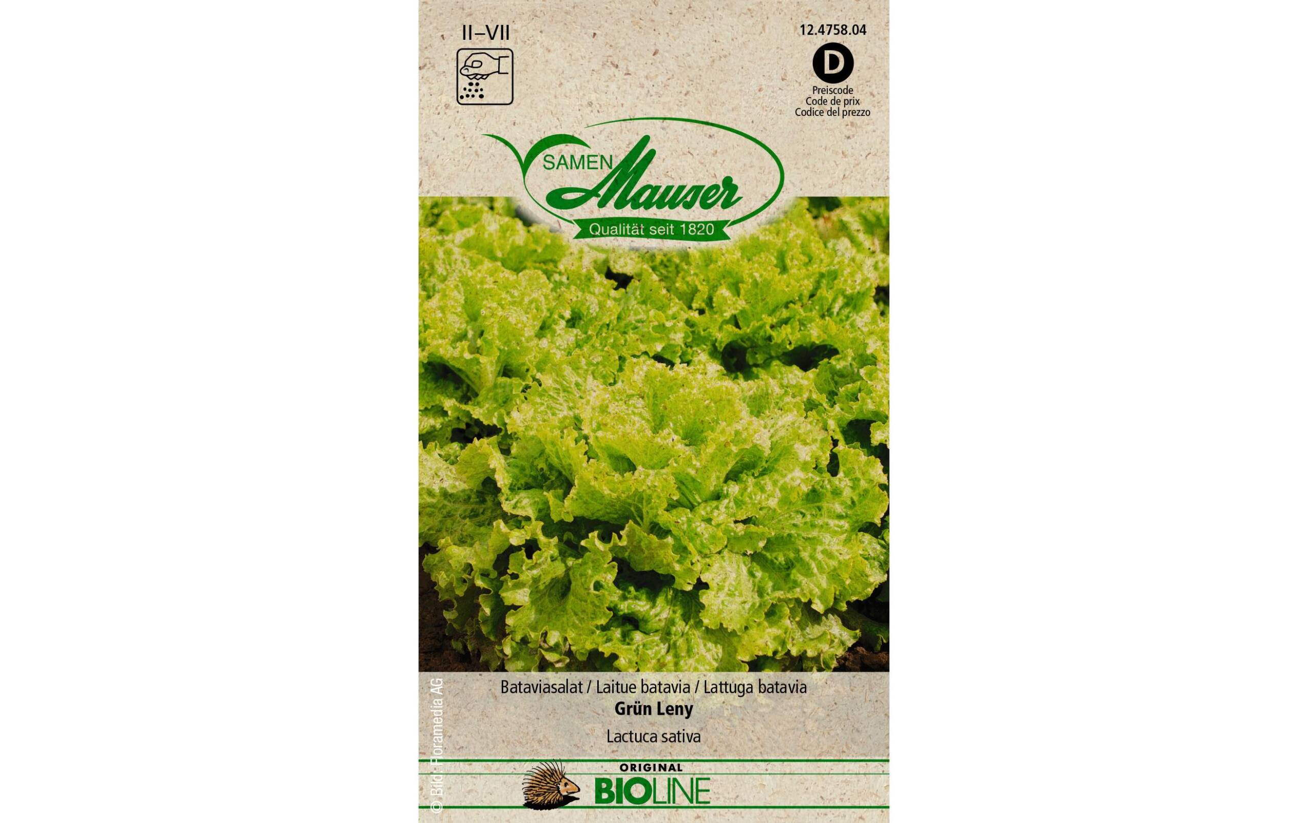 Samen Mauser Bataviasalat Grün Leny