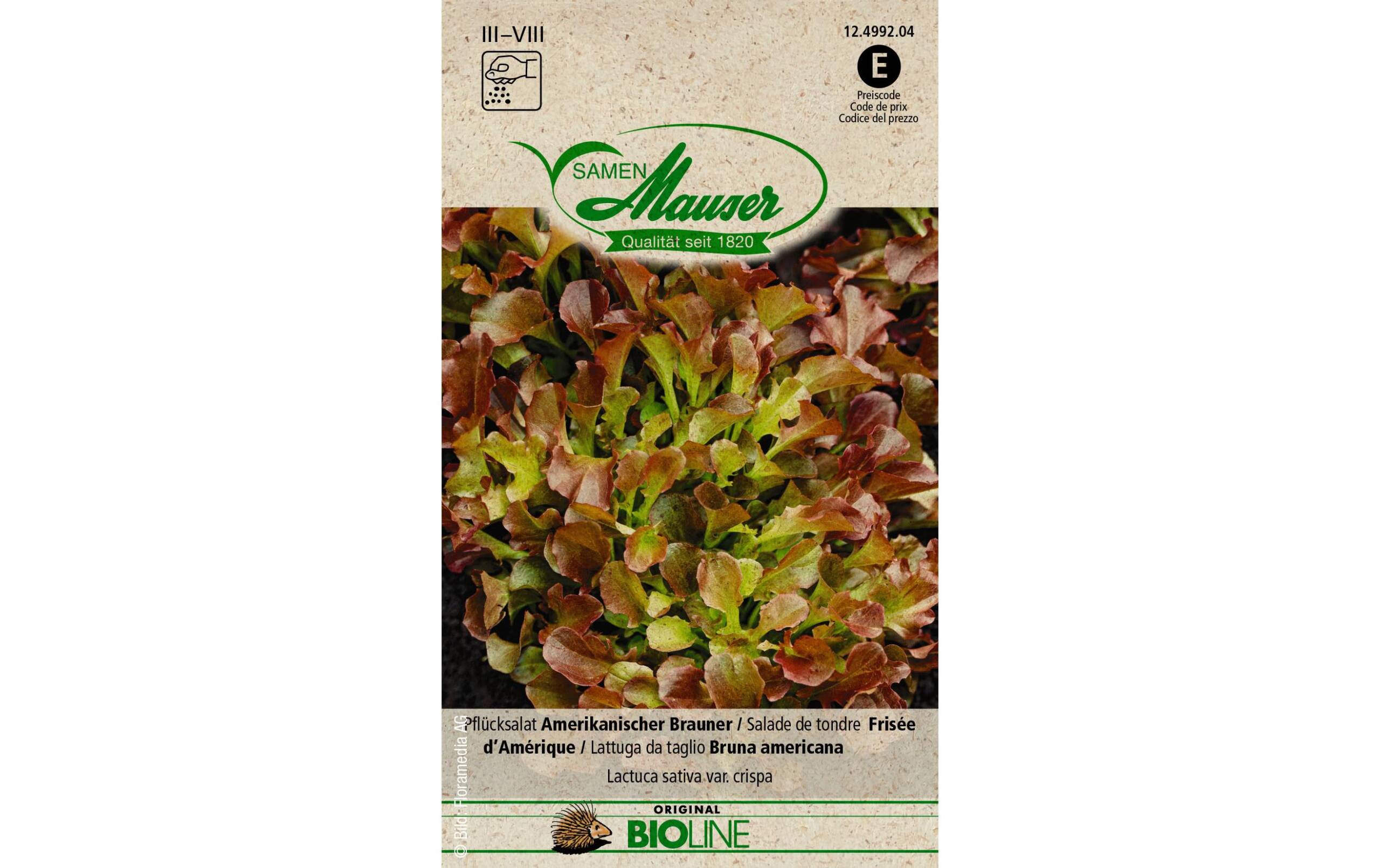 Samen Mauser Pflücksalat Amerikan. Brauner