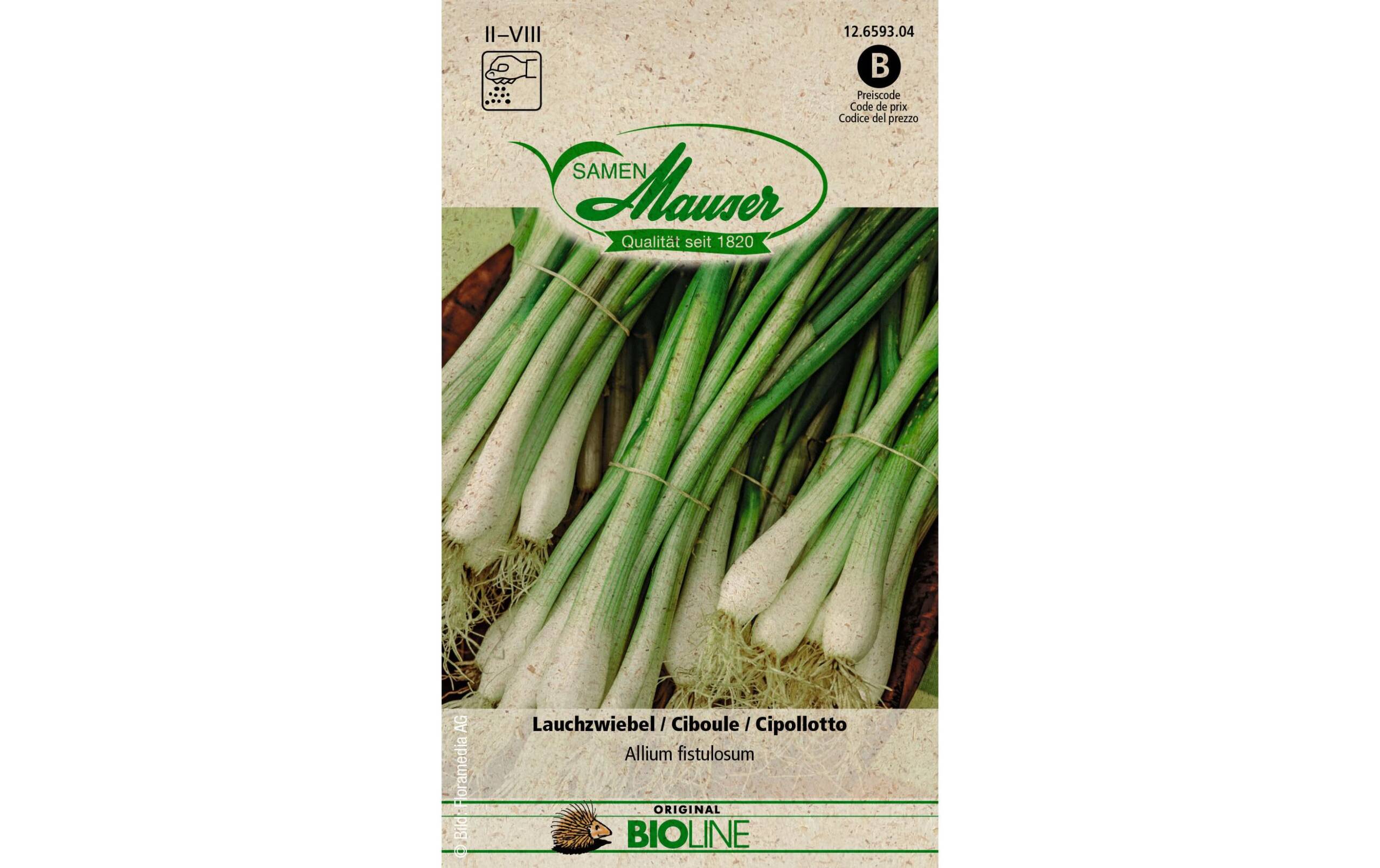 Samen Mauser Lauchzwiebel Solanum melongena