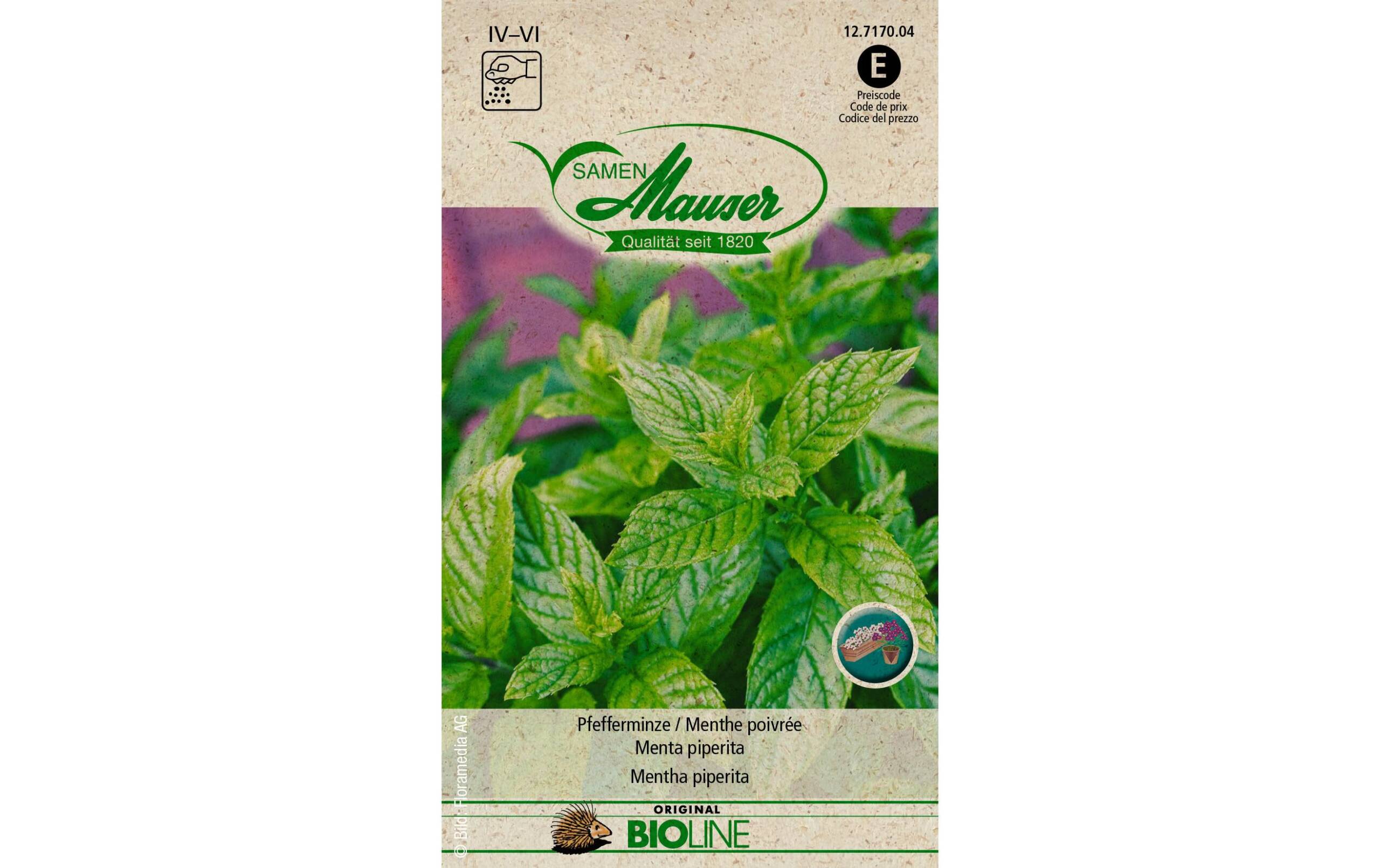 Samen Mauser Pfefferminze Solanum melongena