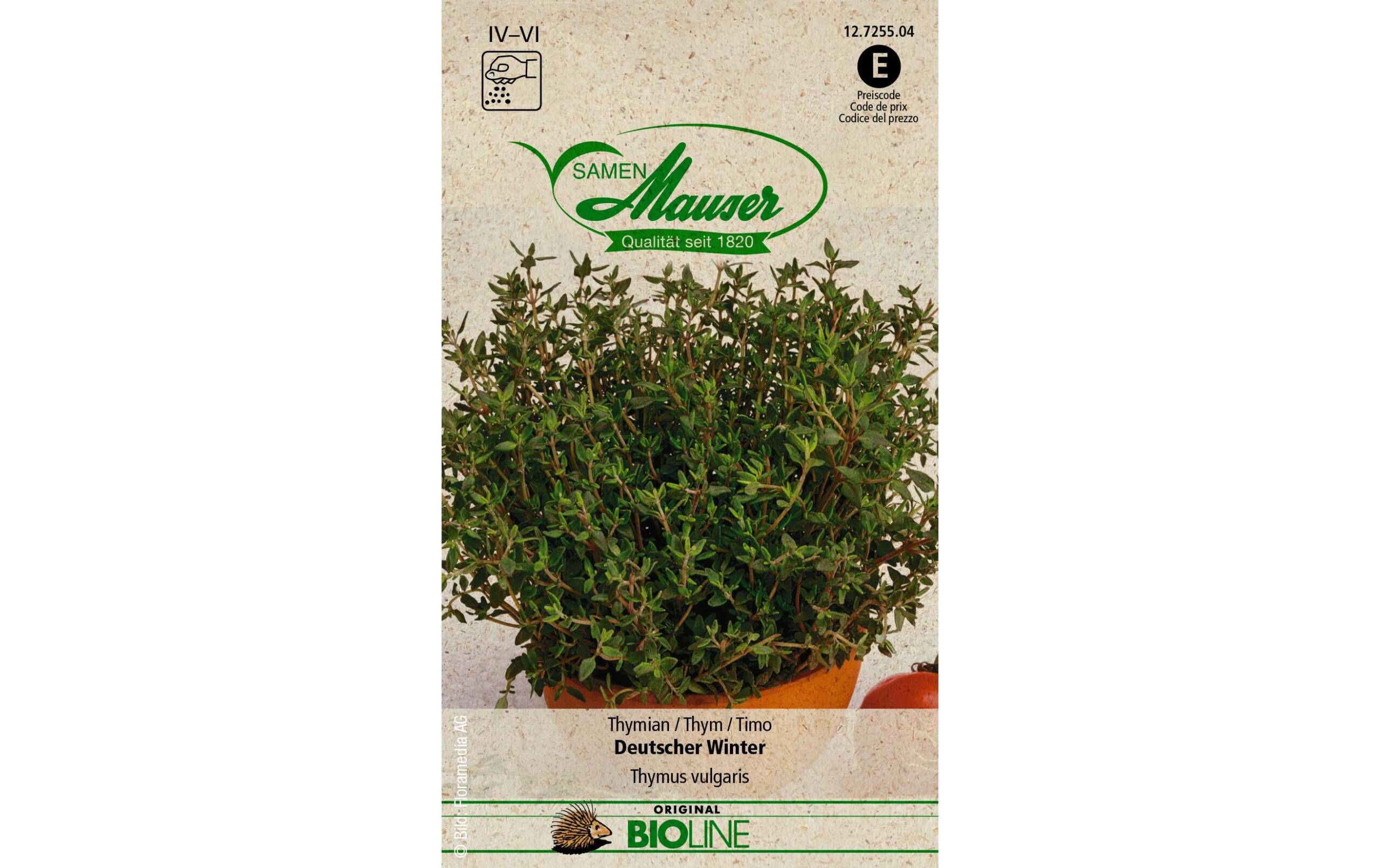 Samen Mauser Thymian Deutscher Winter