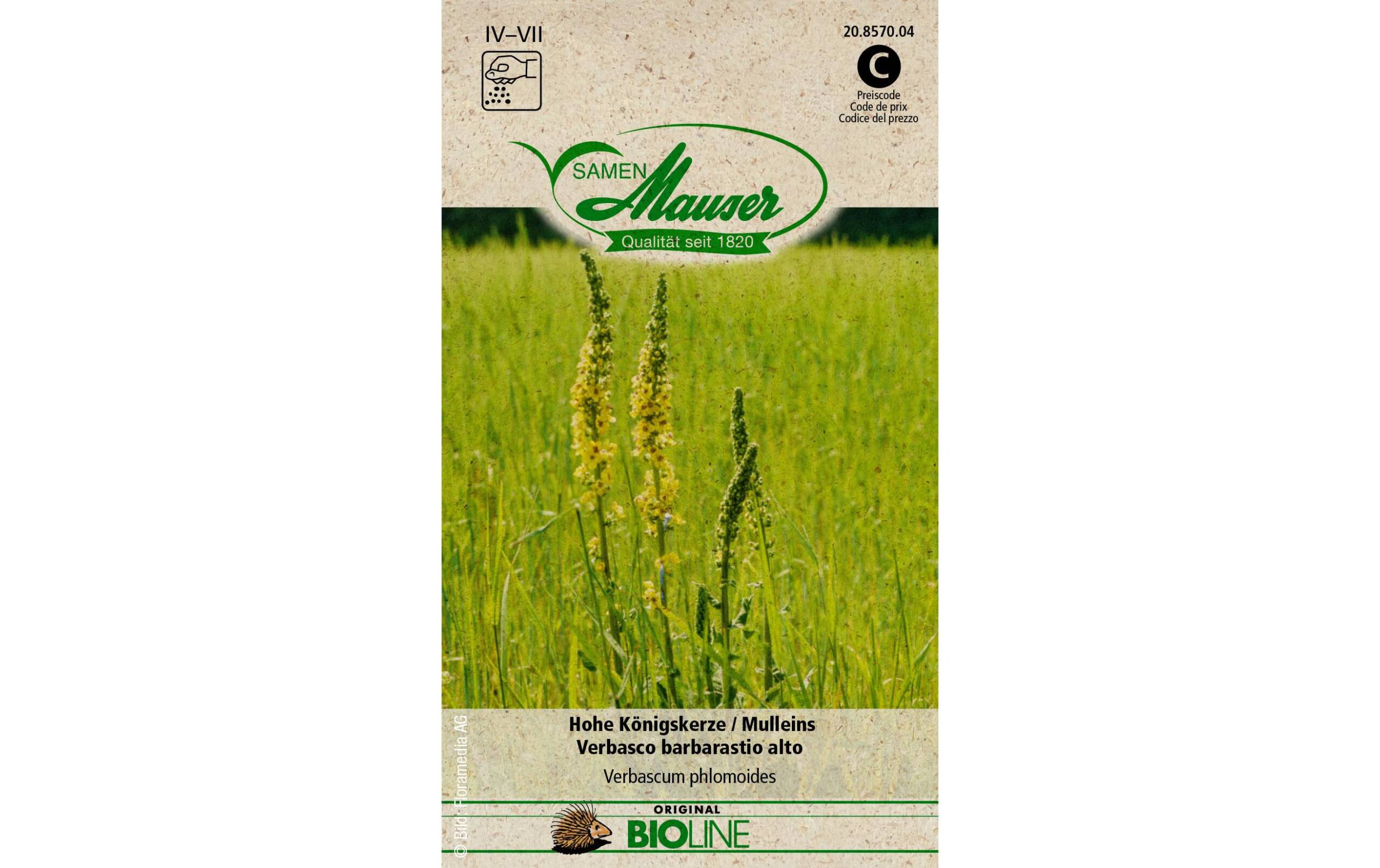 Samen Mauser Hohe Königskerze Solanum melongena