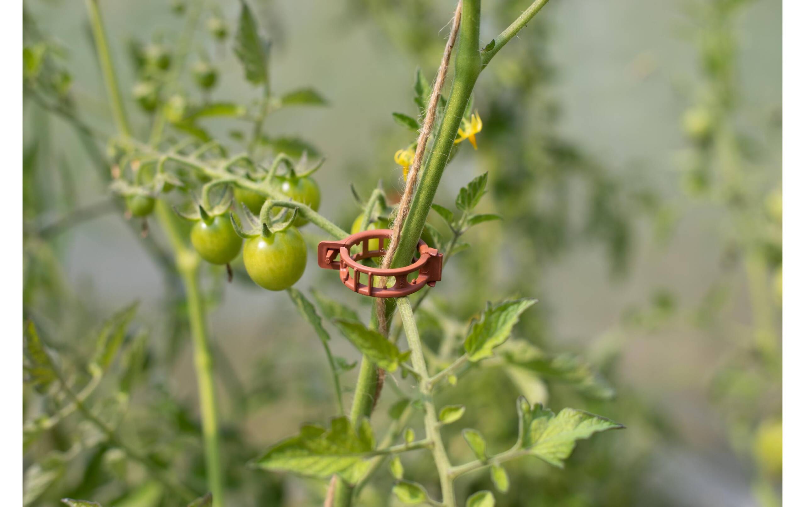 Andermatt Bio Aufbinde - Clips braun 25 Stück Ø 25 mm