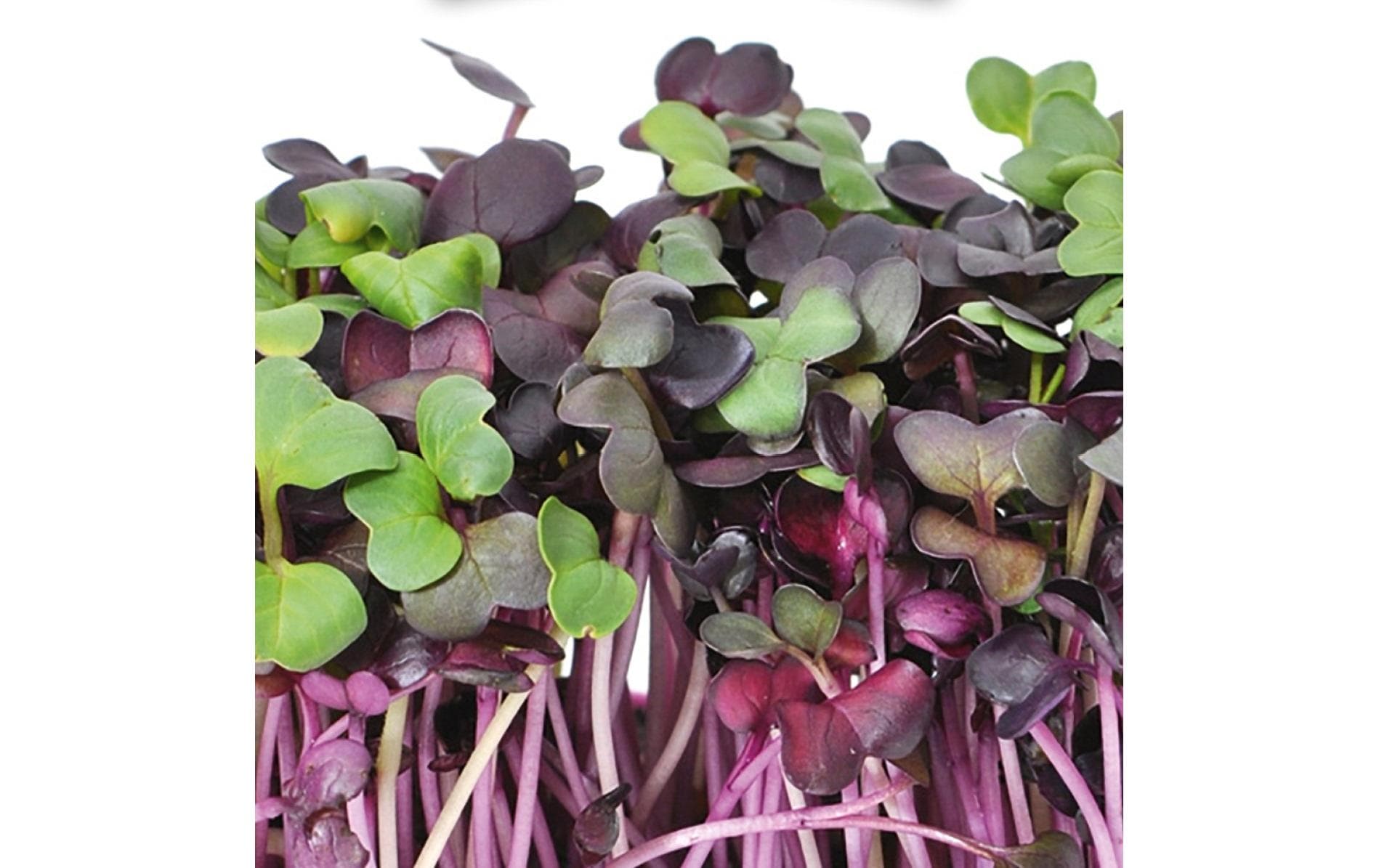 HARRY HERBS Microgreens Nachfüllset Radies – Bild 2