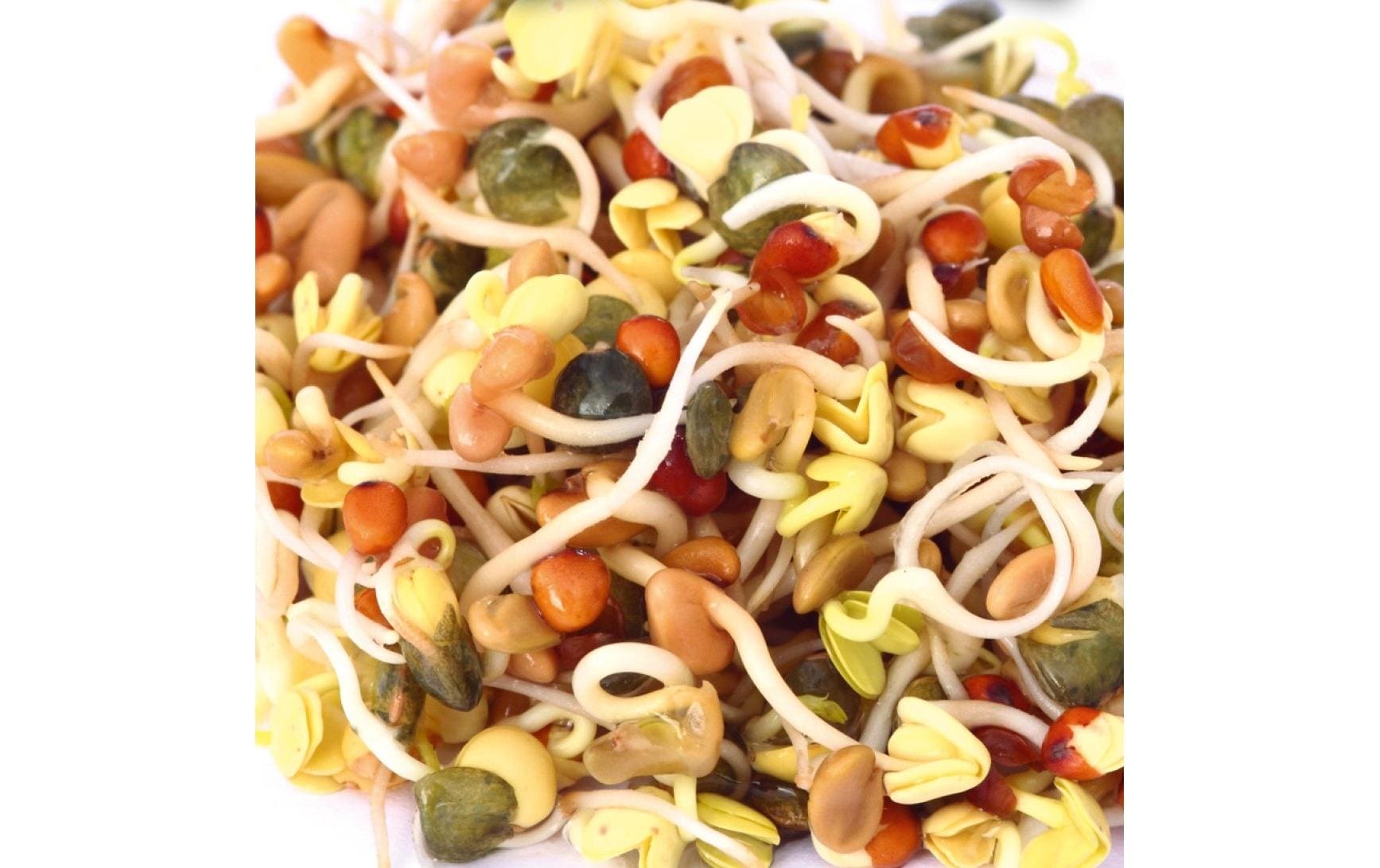 HARRY HERBS Microgreens Nachfüllset Daikon - Rettich – Bild 2