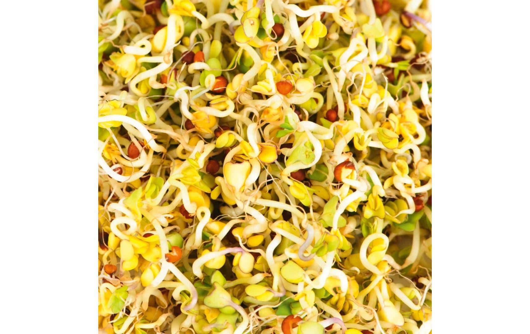 HARRY HERBS Microgreens Nachfüllset Brokkoli