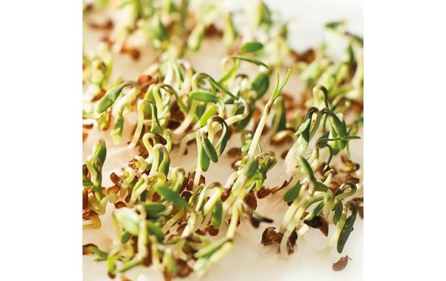 HARRY HERBS Microgreens Nachfüllset Kresse