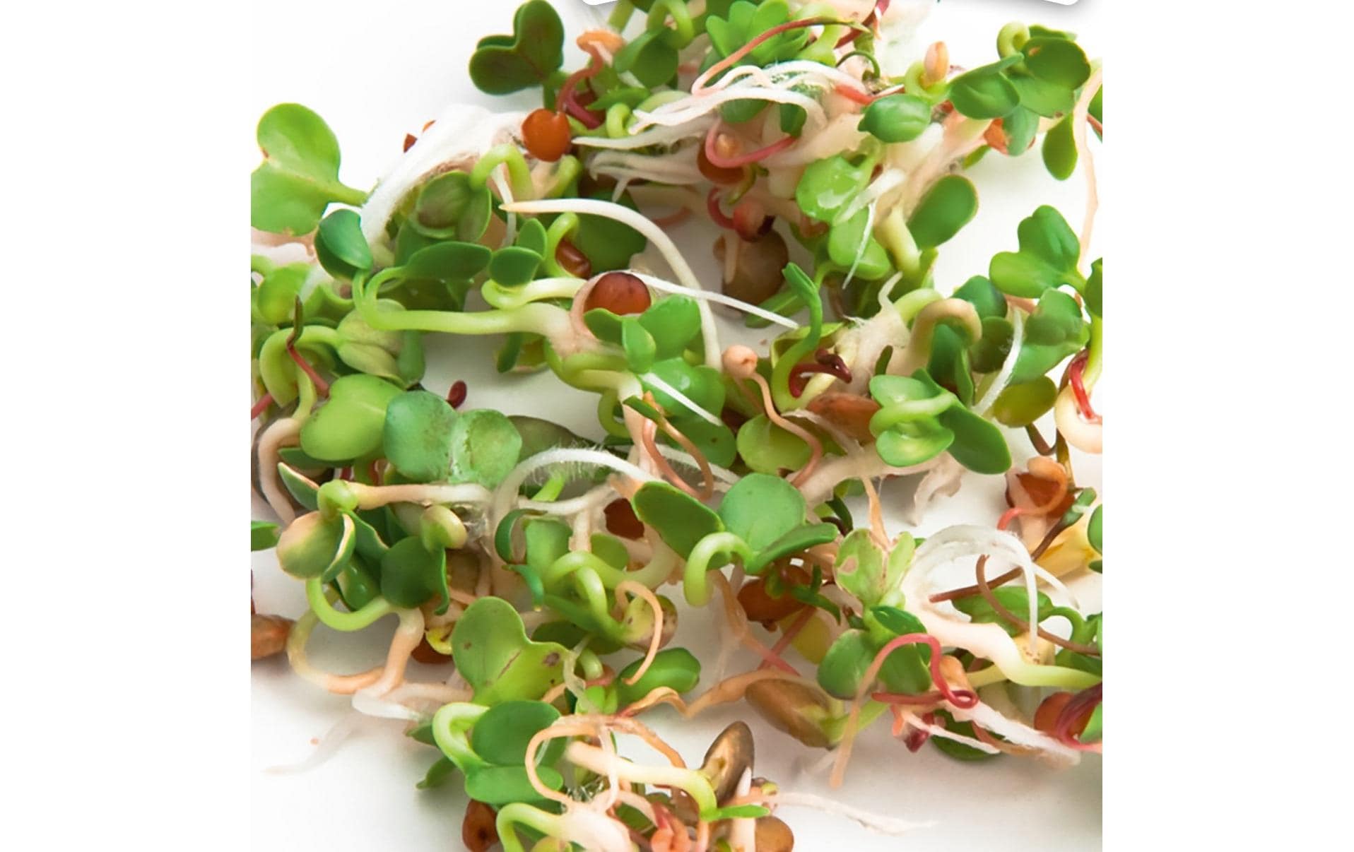 HARRY HERBS Microgreens Nachfüllset Ruca-Salatrauke – Bild 2