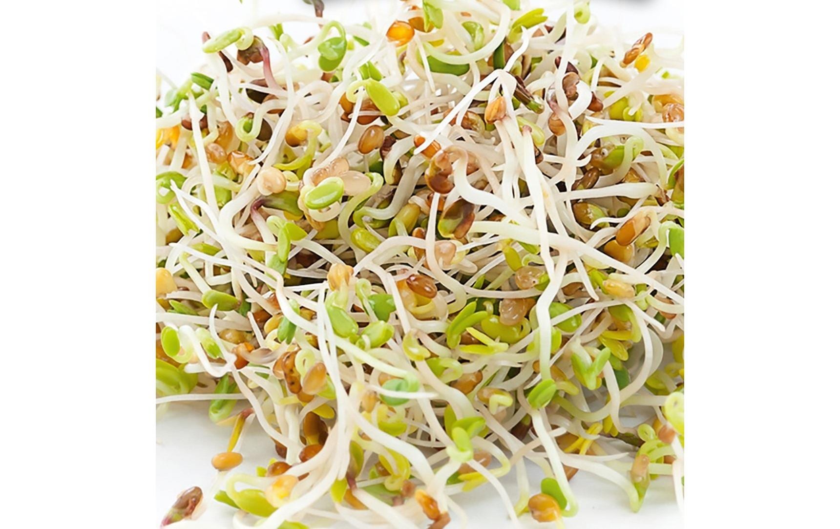 HARRY HERBS Microgreens Nachfüllset Alfalfa – Bild 2