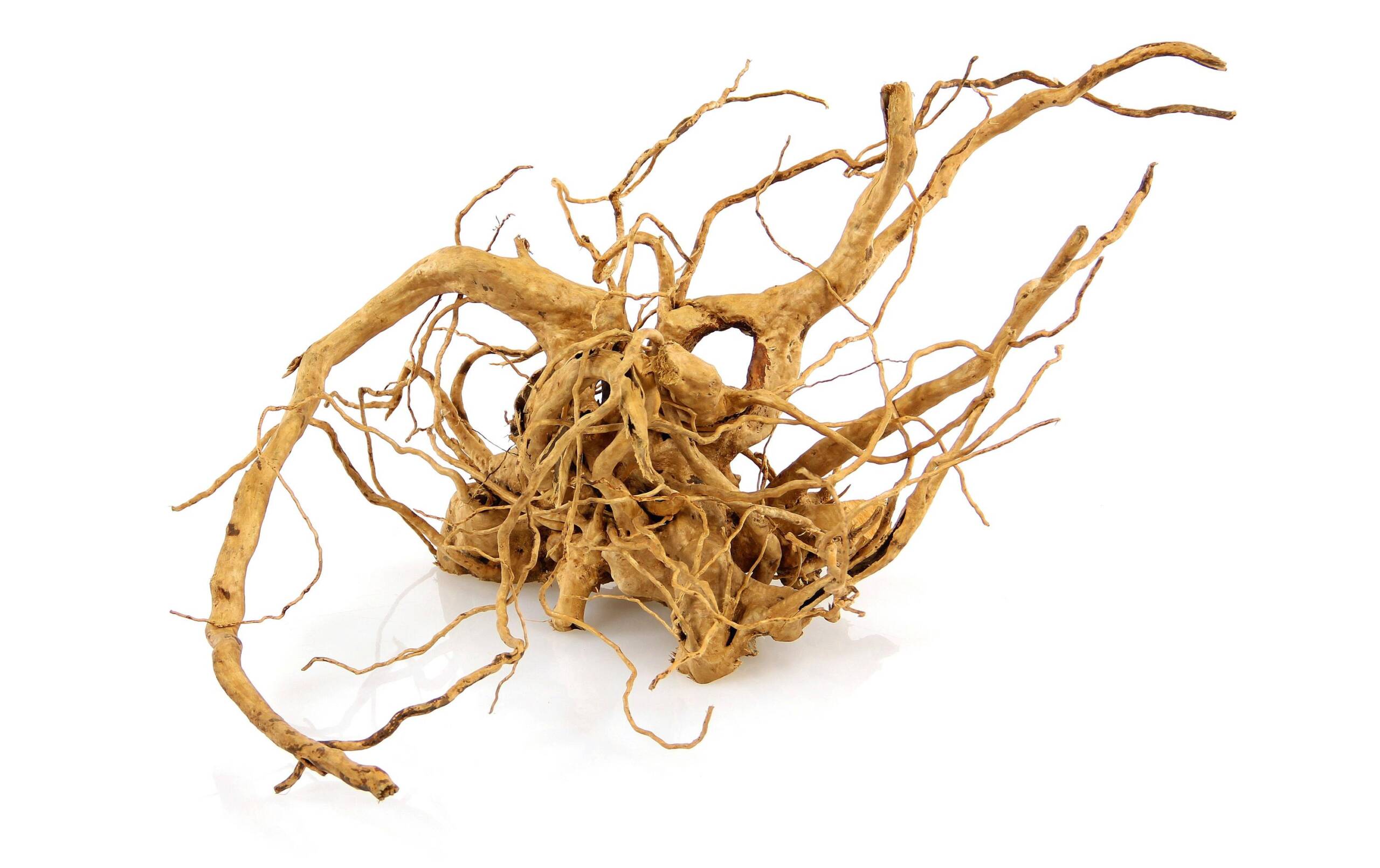 Amazonas Finger-Wurzel S 20-30 cm