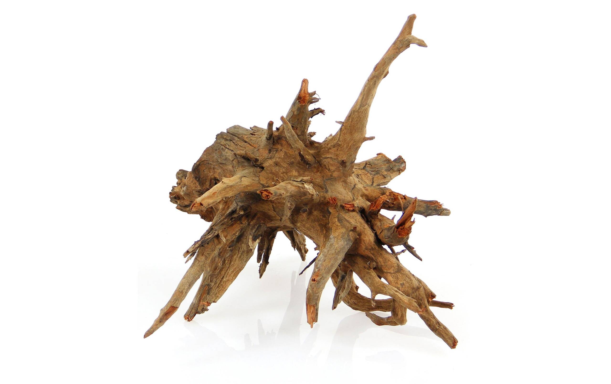 Amazonas Corbo-Wurzel S 30-40 cm