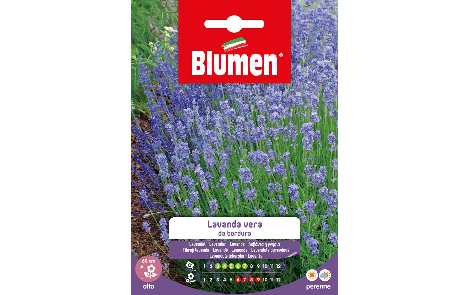 SAMEN MAUSER Lavendel