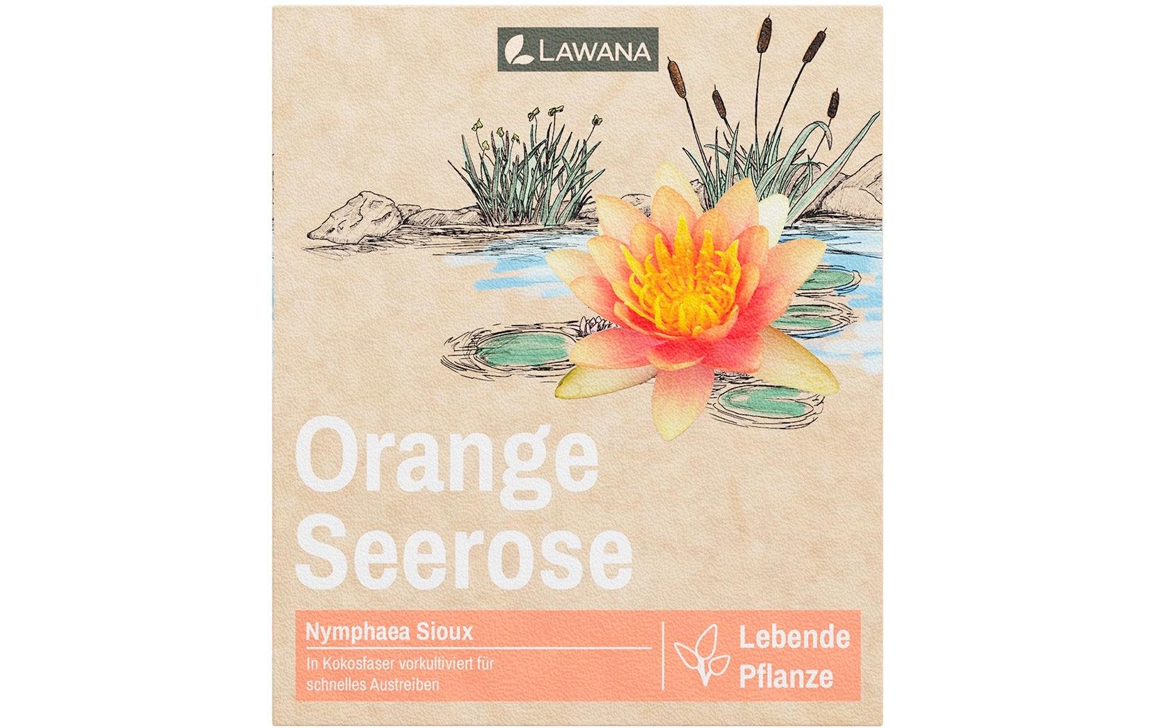 Lawana Seerose Nymphaea Natura Coco Sioux