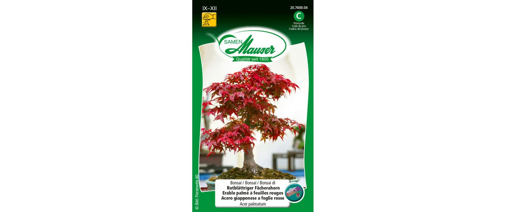 Bonsai rotblä. Fächerahorn