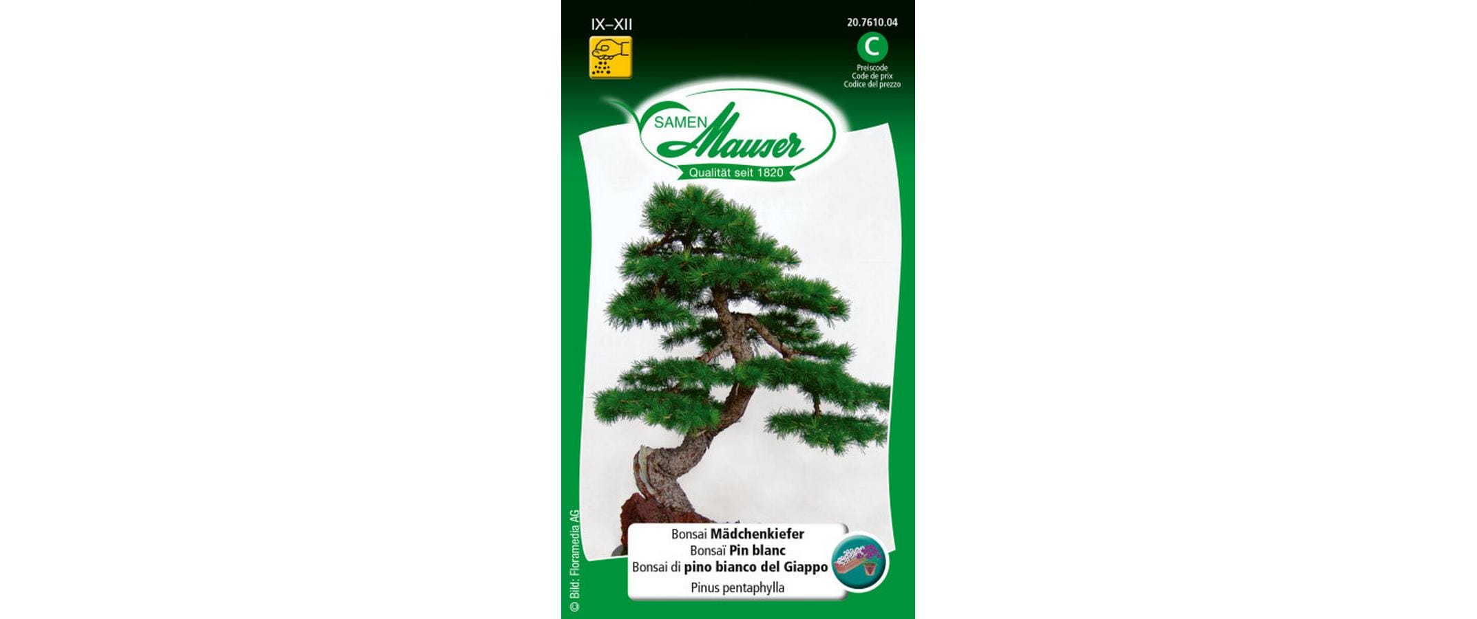 Bonsai Mädchenkiefer