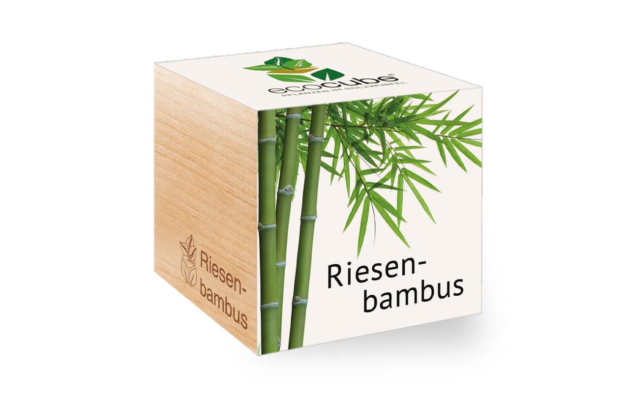 Riesenbambus Ecocube