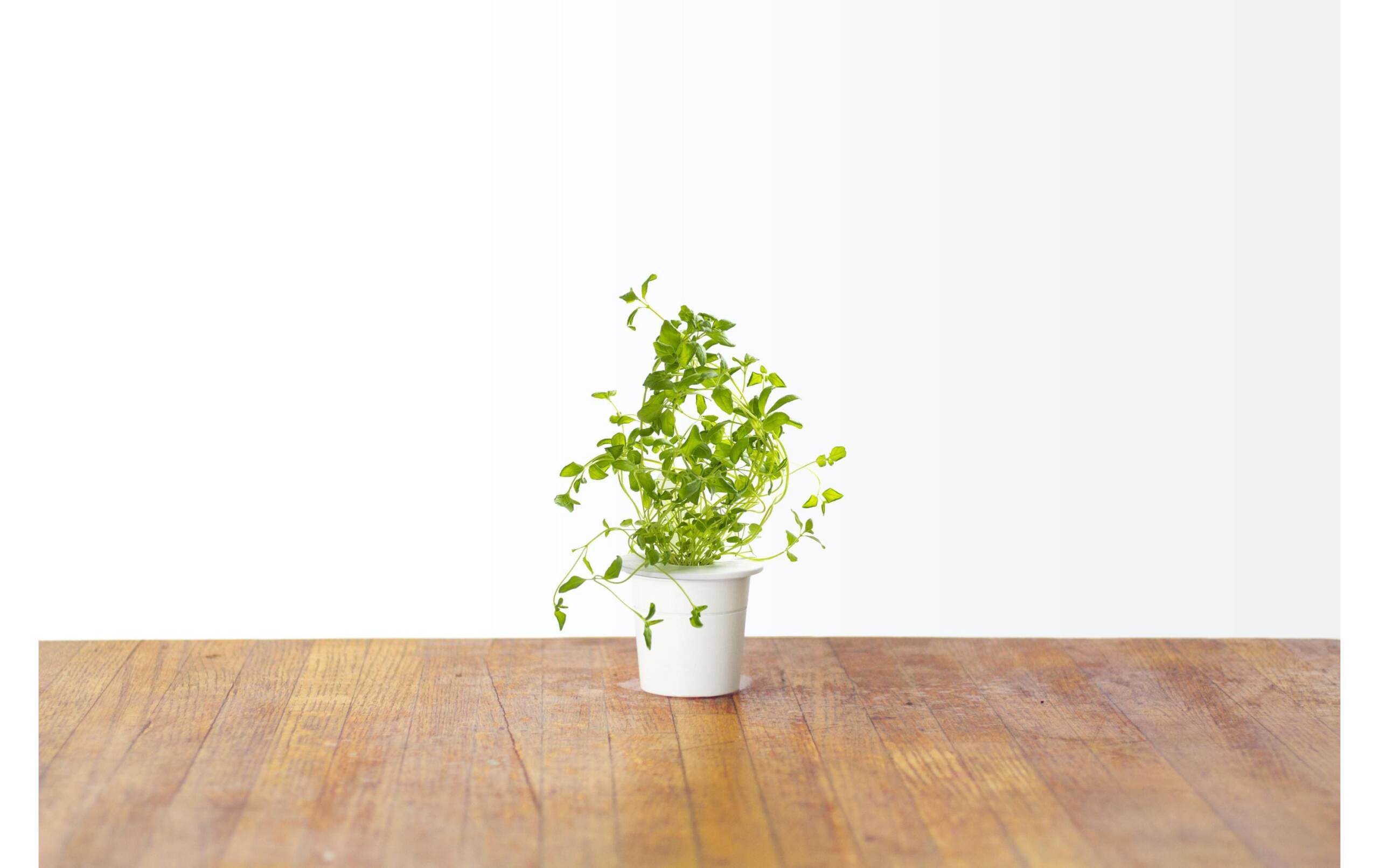 Click and Grow Oregano Nachfüllpackung 3er Set – Bild 3