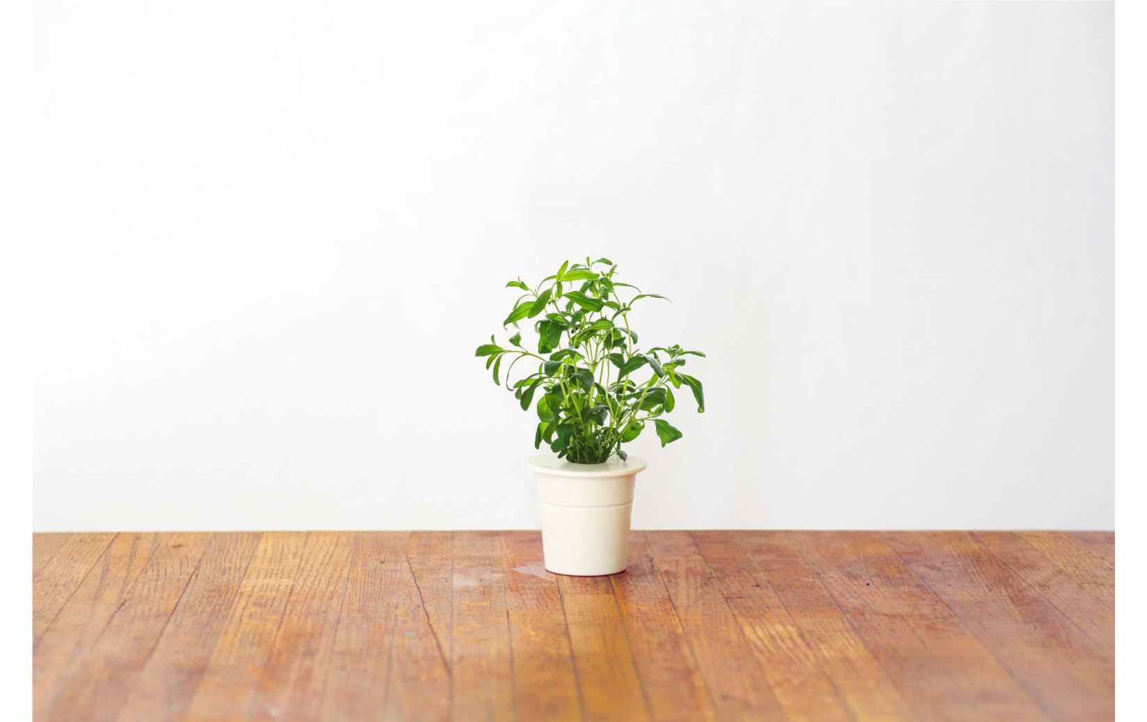 Click and Grow Ysop Nachfüllpackung 3er Set – Bild 3