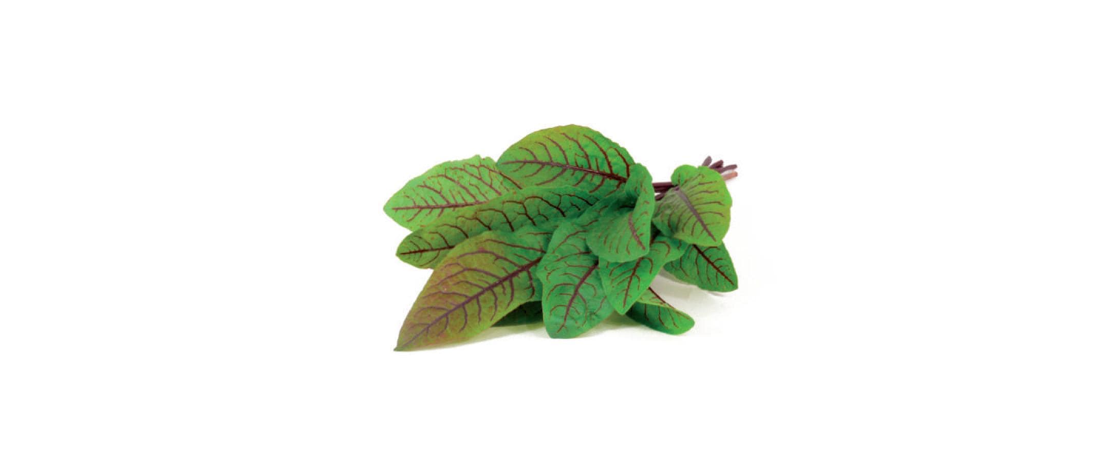 Click and Grow Sauerklee Nachfüllpackung 3er Set – Bild 2