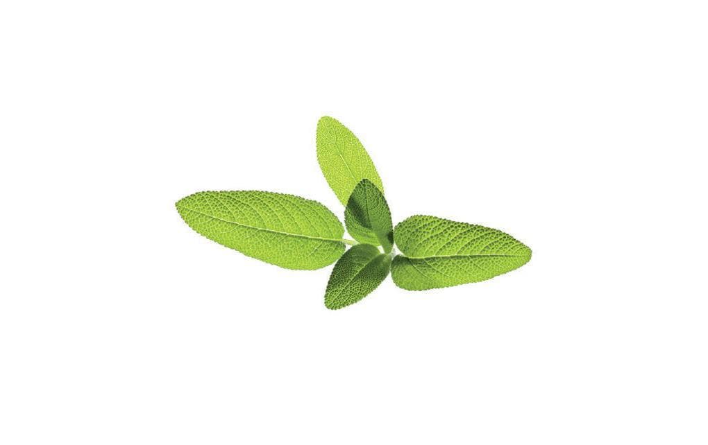 Click and Grow Sage Nachfüllpackung 3er Set