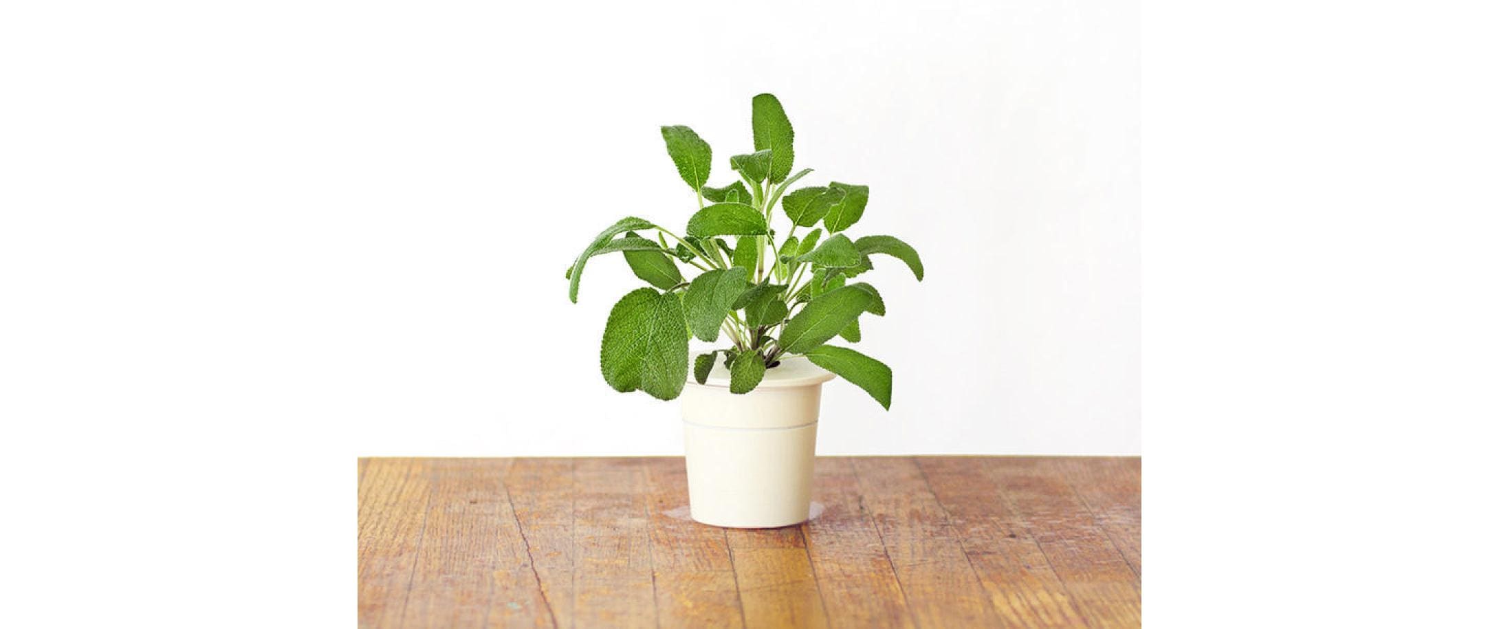 Click and Grow Sage Nachfüllpackung 3er Set – Bild 3