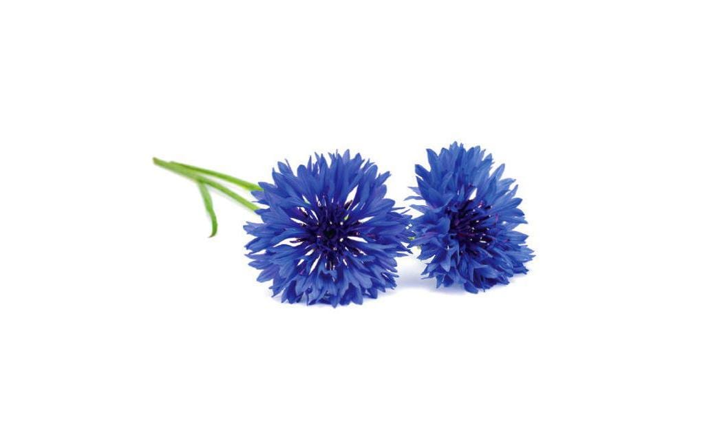 Click and Grow Cornflower Nachfüllpackung 3er Set