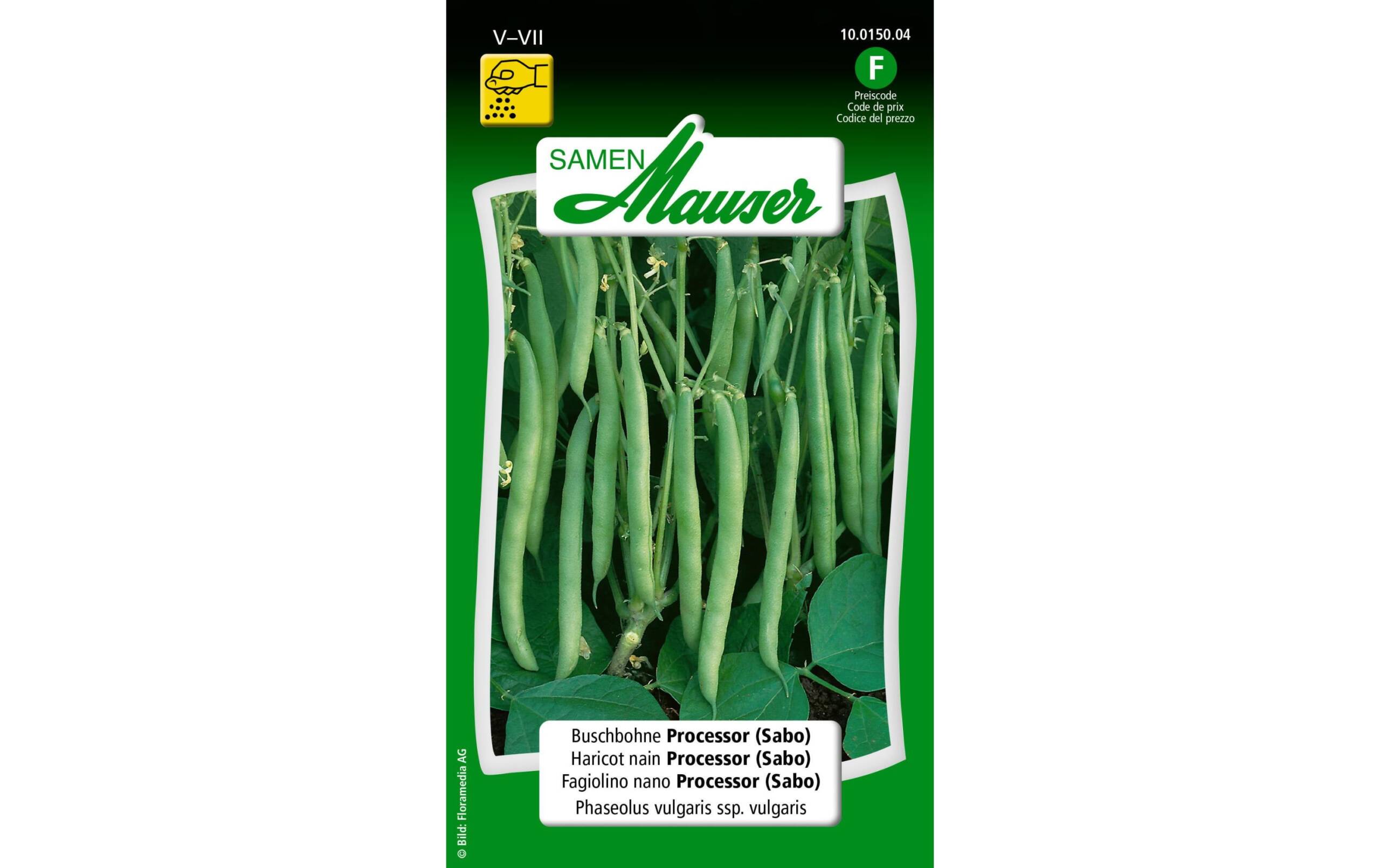 Buschbohne Processor (Sabo) Phaseolus vulgaris ssp. Vulgaris – Bild 2