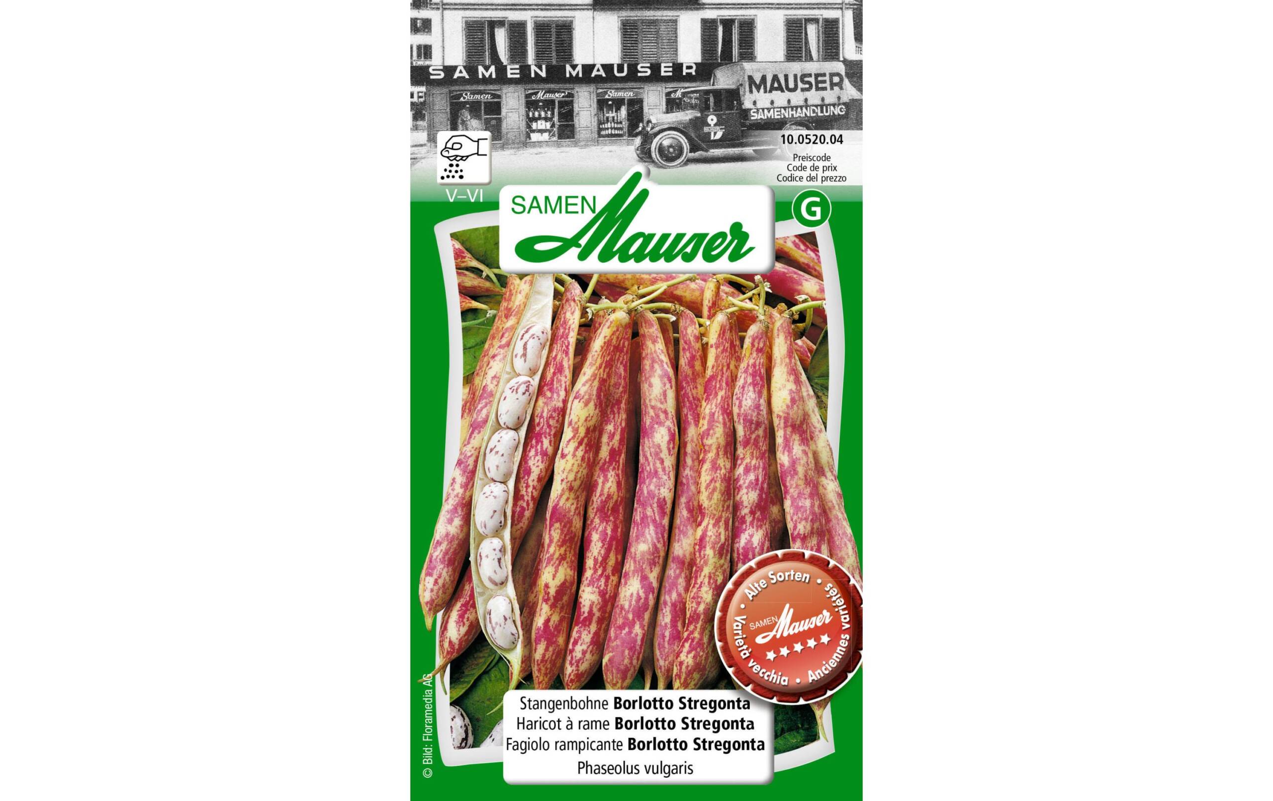 Stangenbohne Borlotti Stregonta Phaseolus vulgaris – Bild 2