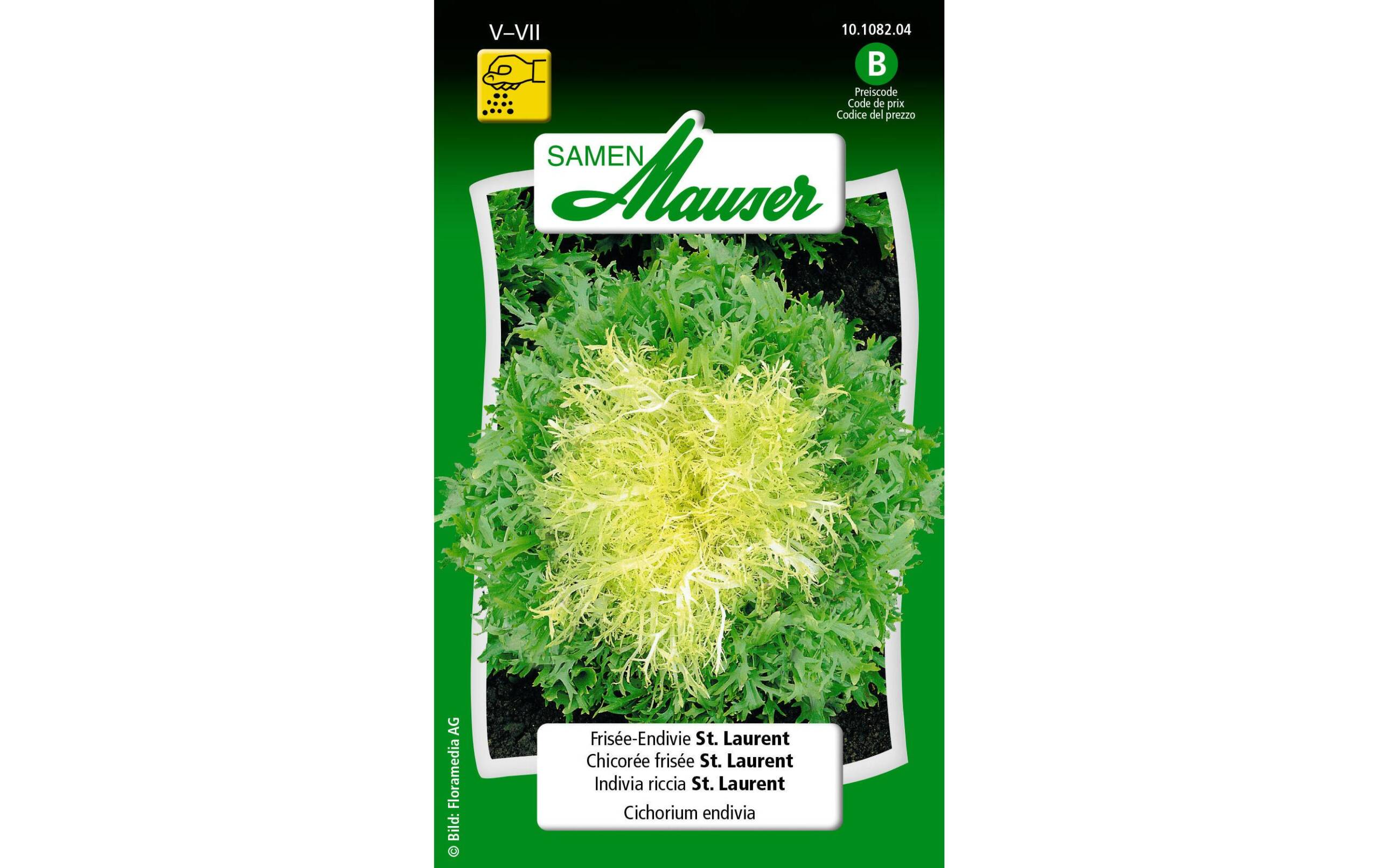 FriséeEndivie St. Laurent Cichorium endivia