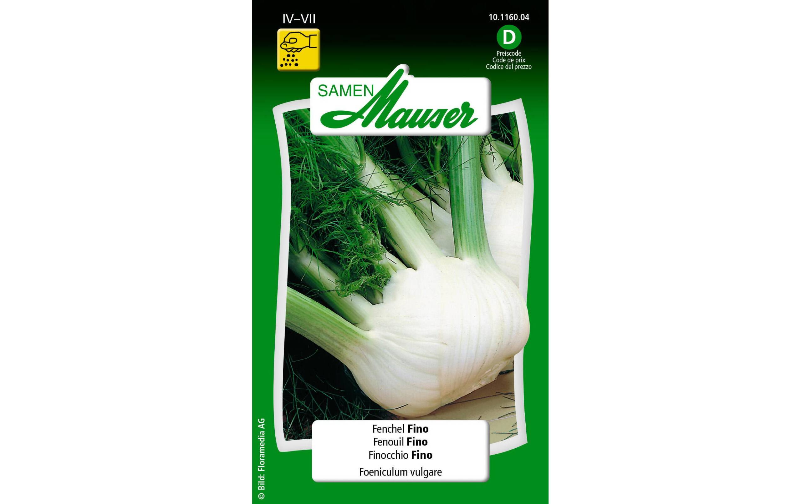 Fenchel Fino Foeniculum vulgare