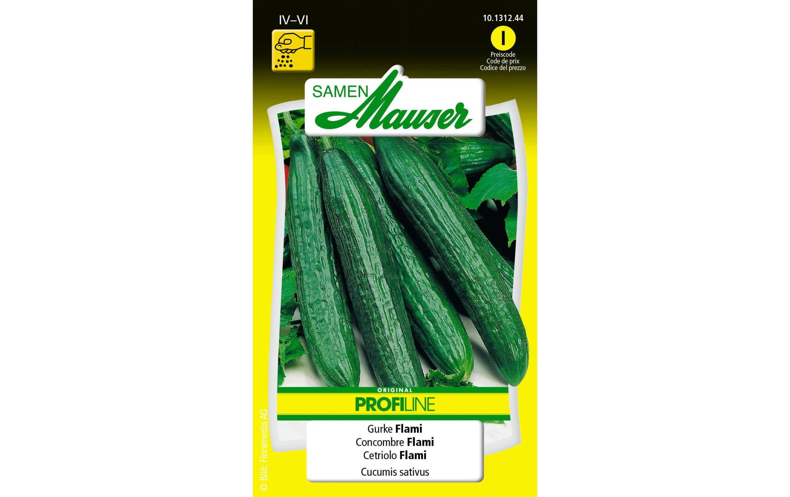 Gurke Flami Cucumis sativum