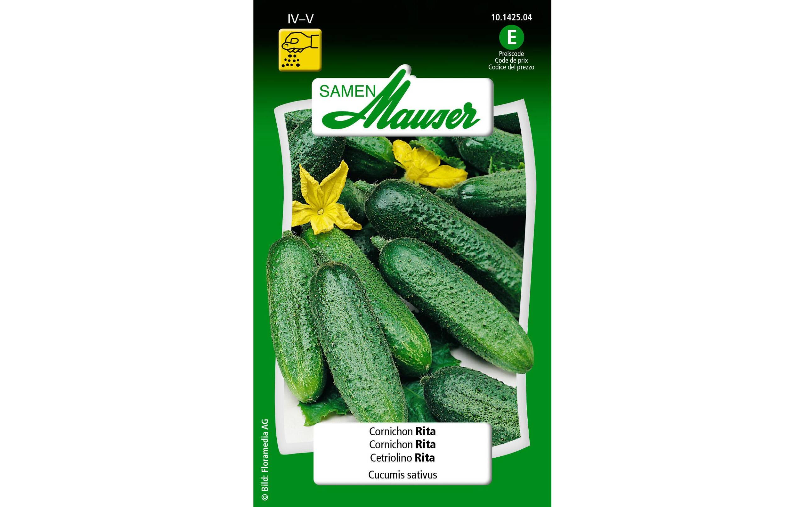 Cornichon Rita Cucumis sativum