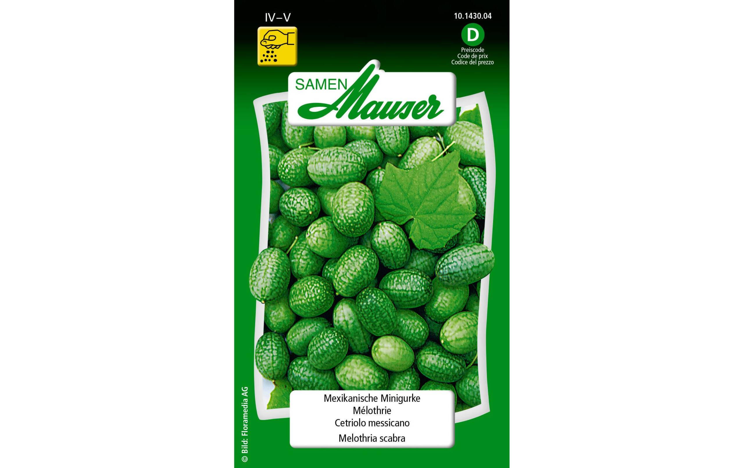 Mexikanische Minigurke Melothria scabra