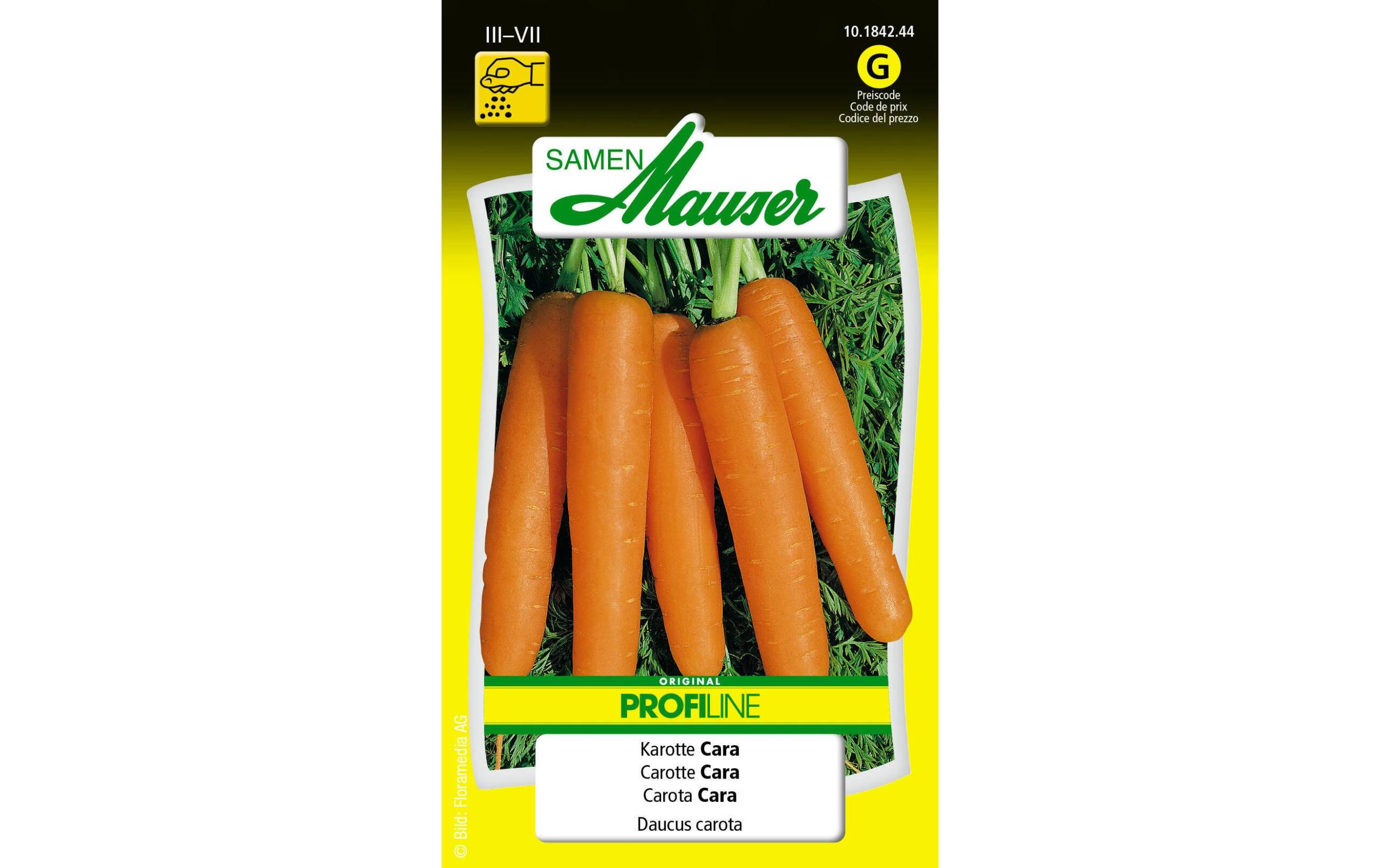 Karotte Cara Daucus carota