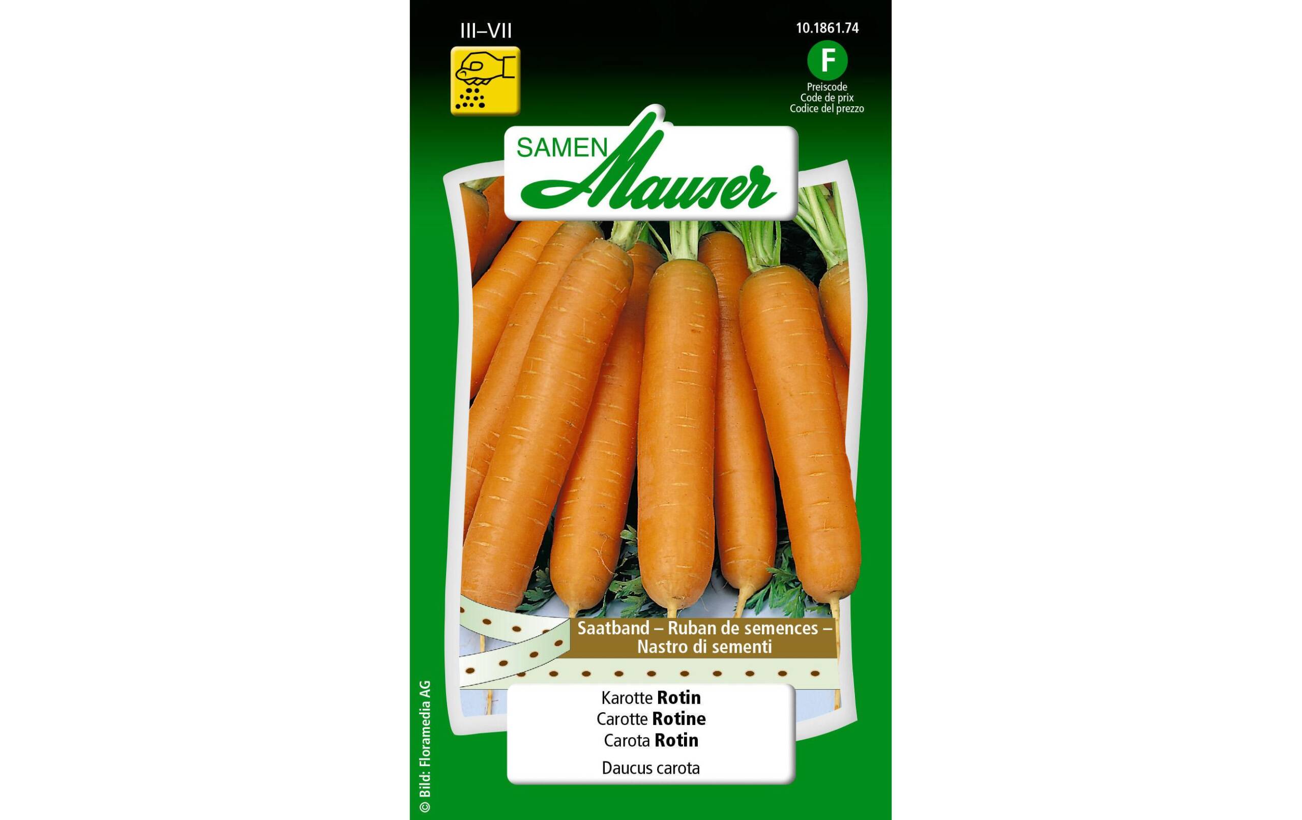 Saatband Karotte Rotin Saatband Daucus carota – Bild 2