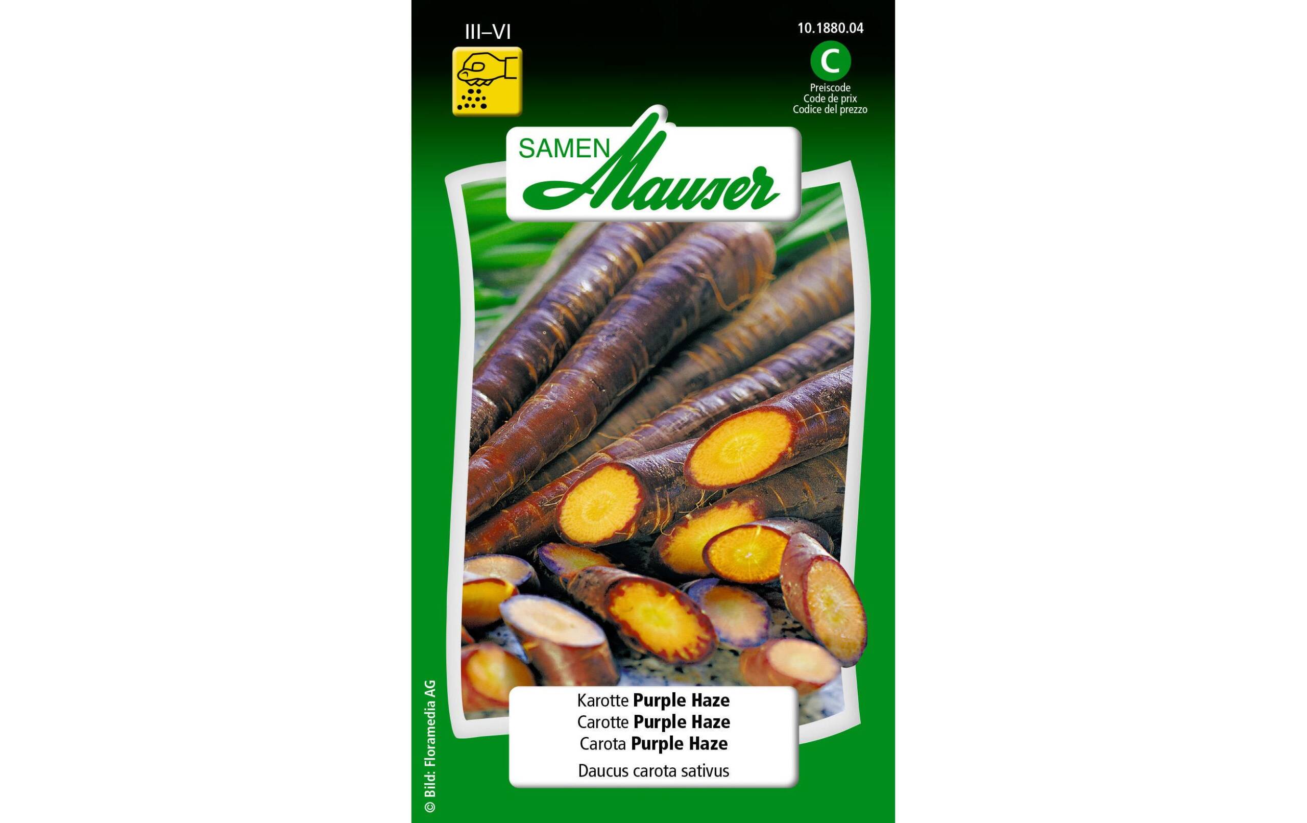 Karotte Purple Haze Daucus carota sativus